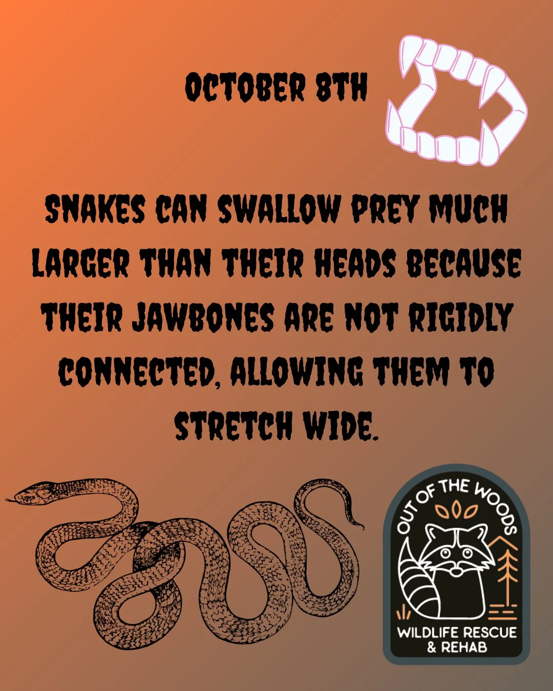 DAY 8 OF 31 DAYS OF CREEPY FACTS! #halloween #october  #creepy #wildlifeeducation #tennessee #outofthewoodswildlife #westtennessee #spider #bat #worm #snake #raccoon #rat