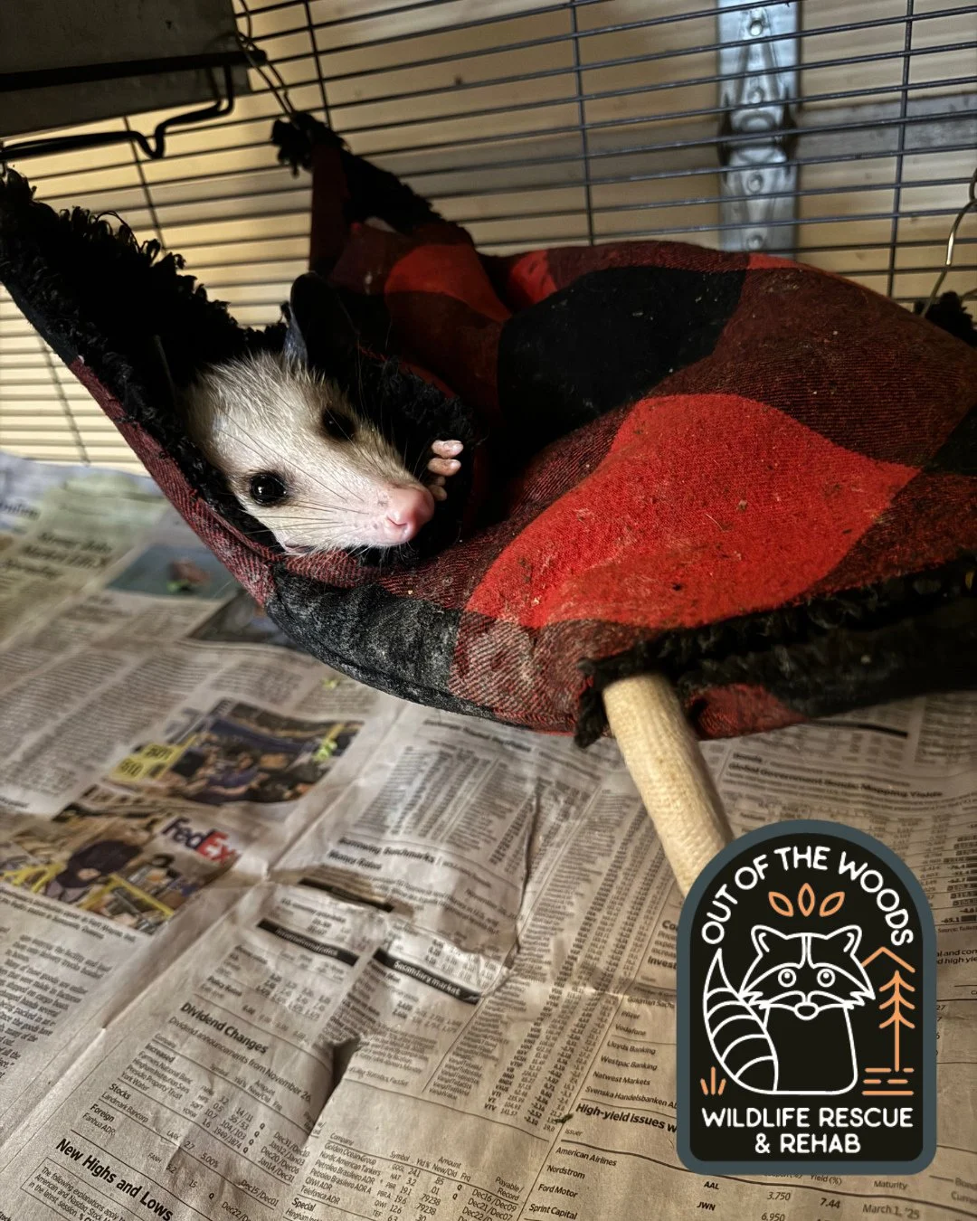 A series of photos titled &ldquo;that&rsquo;s not my tail&rdquo;. 😂 An opossum is an adaptable arboreal animal that typically spends most of the time in the trees when in the wild. Opossums close to urban areas may spend substantial time on the grou