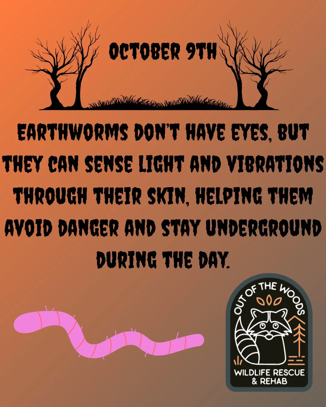 DAY 9 OF 31 DAYS OF CREEPY FACTS! #halloween #october  #creepy #wildlifeeducation #tennessee #outofthewoodswildlife #westtennessee #spider #bat #worm #snake #raccoon #rat