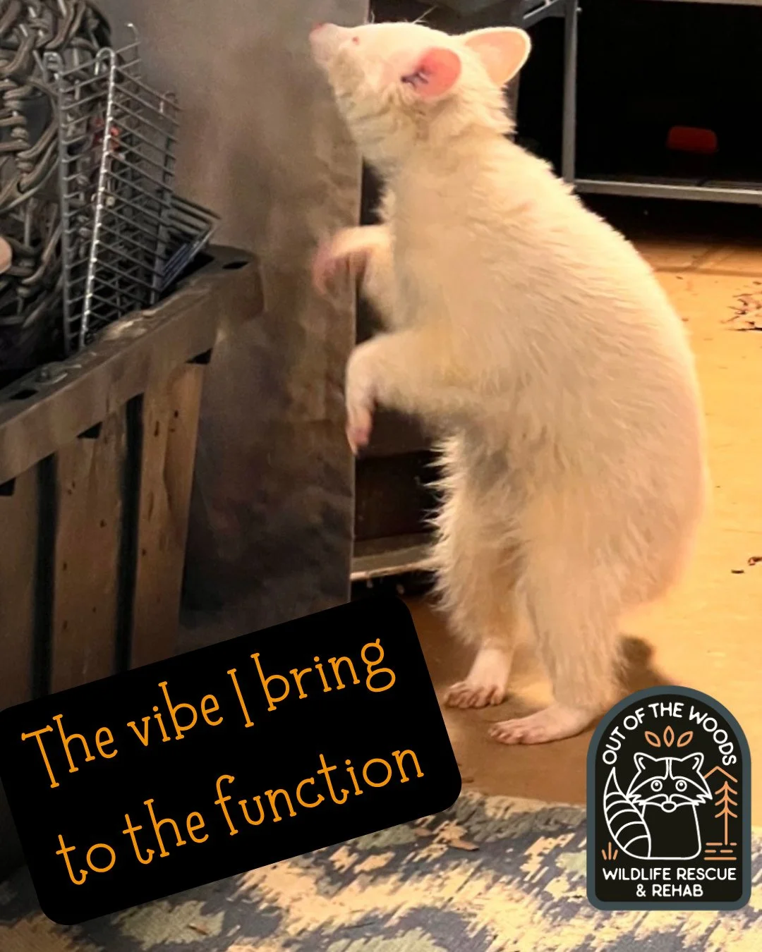 #throwbackthursday to D&rsquo;White being D&rsquo;White! Relatable. What vibe do you bring to the function? 😆 #tbt #outofthewoodswildlife #tennessee #westtennessee #raccoon #albinoraccoon #nonreleasable #educationalambassador #raccoonsofinstagram #t