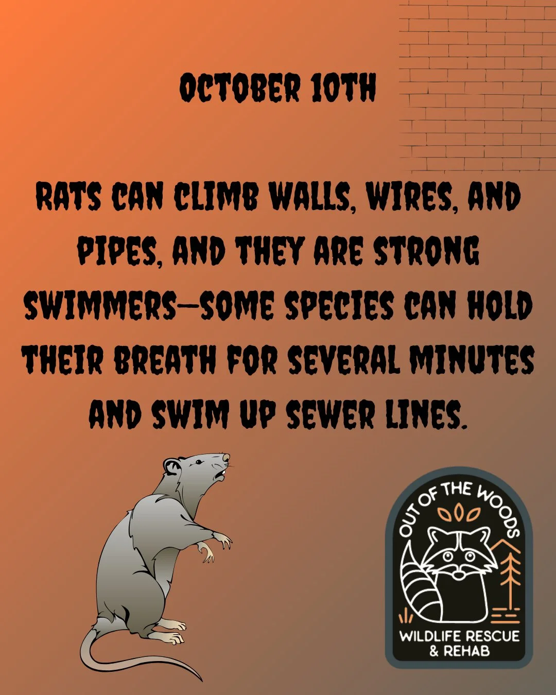 DAY 10 OF 31 DAYS OF CREEPY FACTS! #halloween #october  #creepy #wildlifeeducation #tennessee #outofthewoodswildlife #westtennessee #spider #bat #worm #snake #raccoon #rat
