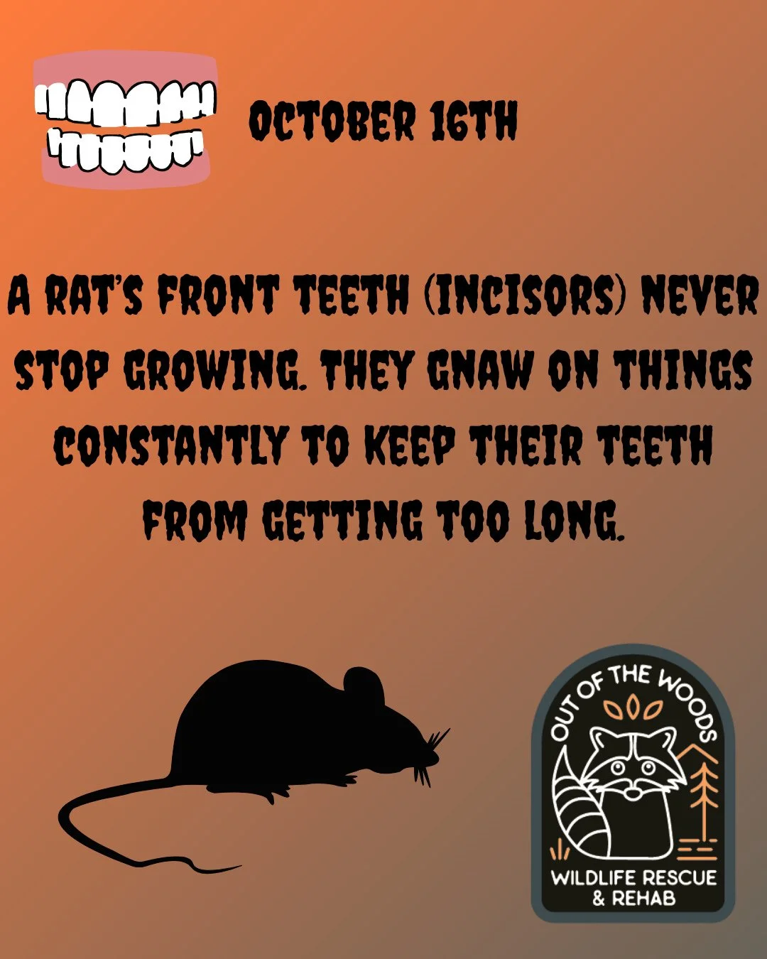 DAY 16 OF 31 DAYS OF CREEPY FACTS! #halloween #october  #creepy #wildlifeeducation #tennessee #outofthewoodswildlife #westtennessee #spider #bat #worm #snake #raccoon #rat