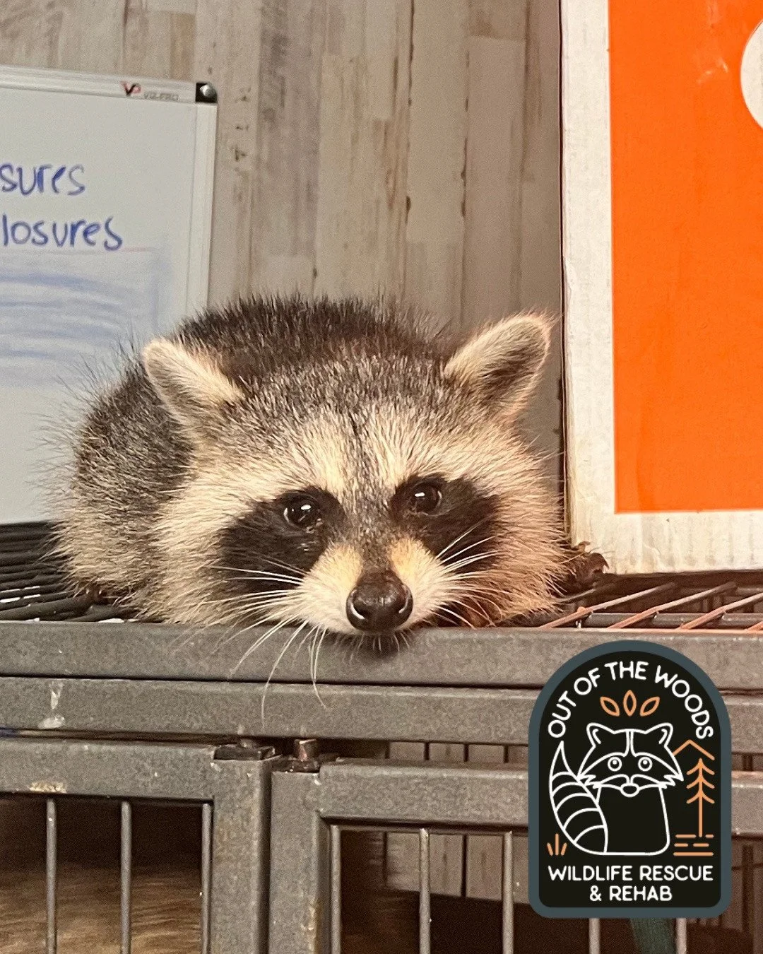 #ThrowbackThursday and a #RaccoonFact for you! Raccoons have dexterous digits on their front paws, and the pads on their fingers are nearly as sensitive as ours. They also have whiskers on their paws called vibrissae, improving their sense of touch. 