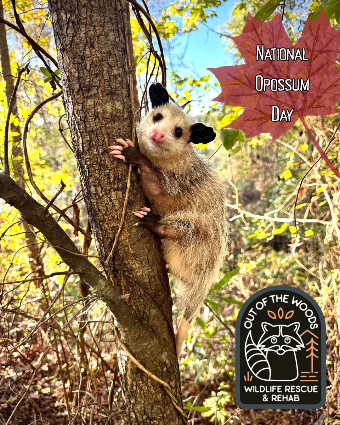Opossums are pretty awesome and today, October 18th, is National Opossum Day! We celebrate opossums each and every day at OOTW, but today officially recognizes and sheds light on an often misunderstood marsupial. 

The opossum has 50 teeth, more than