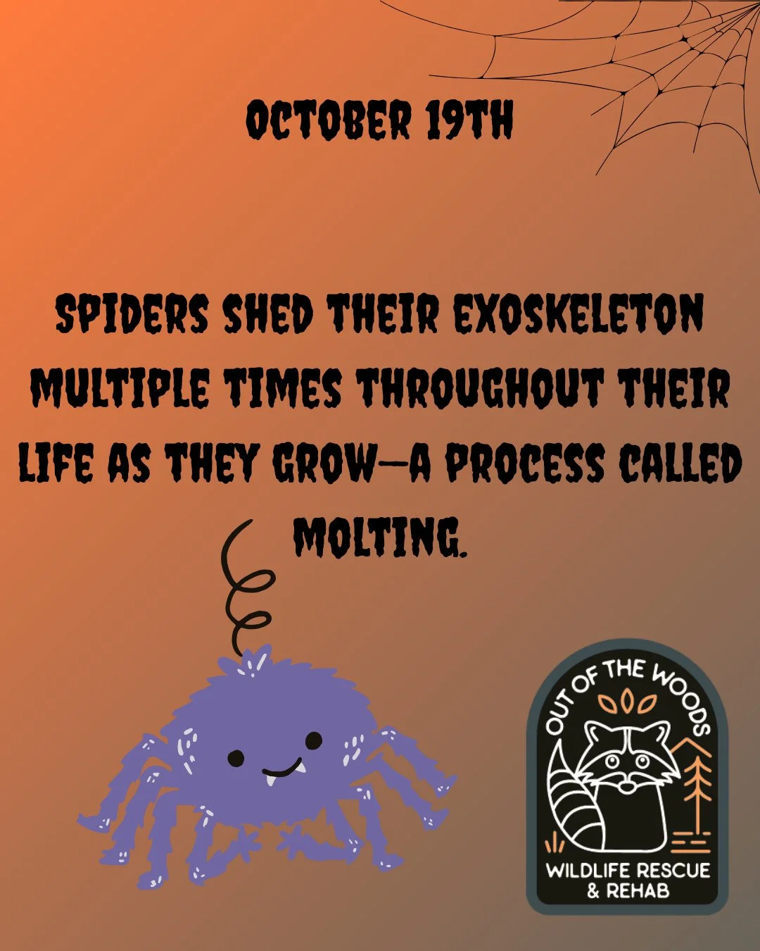 DAY 19 OF 31 DAYS OF CREEPY FACTS! #halloween #october  #creepy #wildlifeeducation #tennessee #outofthewoodswildlife #westtennessee #spider #bat #worm #snake #raccoon #rat