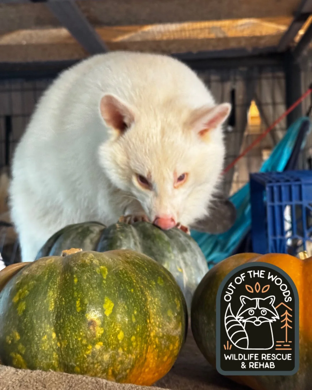 Another Monday in October brings forth another celebration amongst the pumpkins for our educational ambassadors! Oh my gourd! Check out DJ and D&rsquo;White, our 2 non-releasable raccoons being as curious and as photogenic as ever!  Hope this starts 