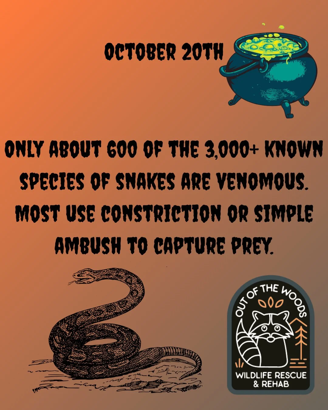 DAY 20 OF 31 DAYS OF CREEPY FACTS! #halloween #october  #creepy #wildlifeeducation #tennessee #outofthewoodswildlife #westtennessee #spider #bat #worm #snake #raccoon #rat