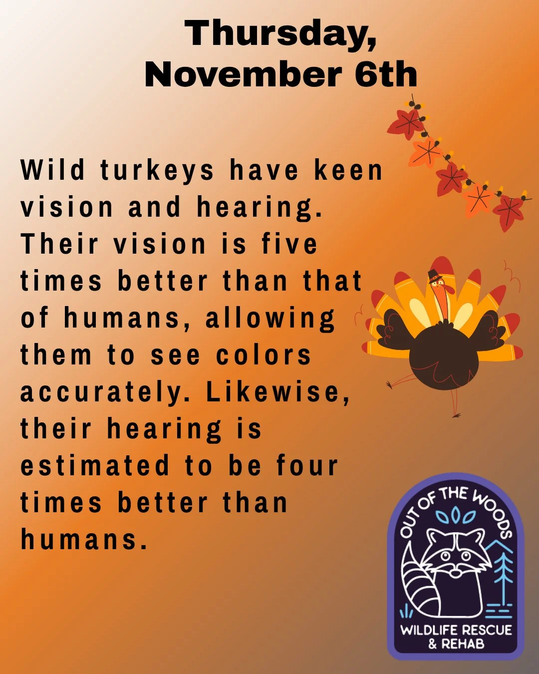 Thursday turkey fact #1! Wild turkeys have excellent hearing and vision! #november #turkey #thanksgiving #wildturkey #outofthewoodswildlife #tennessee #westtennessee #wildlifeeducation #turkeyfact #wildliferehab