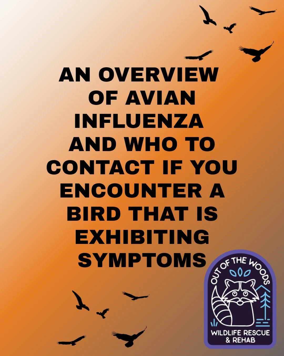 Avian influenza can pose a lot of questions and concerns, so we broke it down in a series of slides for you! There are many different strains and they are most likely detected in wild birds. If domestic poultry exhibit any signs of sickness, consult 
