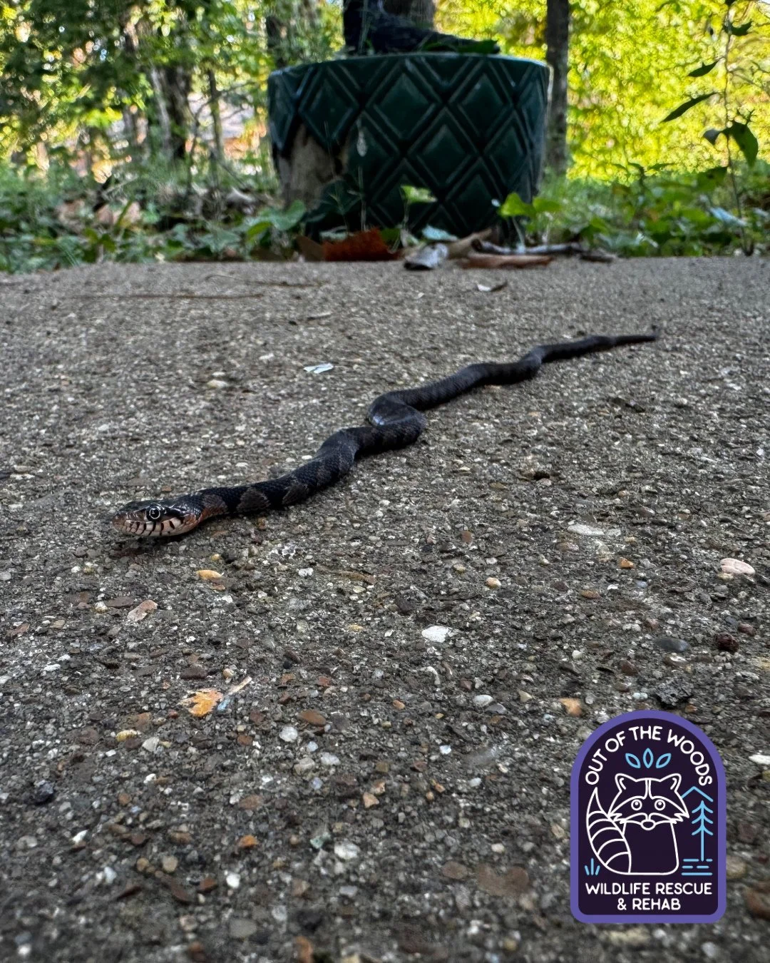 We like alliterations. Are we going to make Snake Sunday a thing? Probably not, but here&rsquo;s another picture from our sighting of a Plain Bellied Water Snake a couple of months ago. These snakes are interesting! Did you know they are viviparous a
