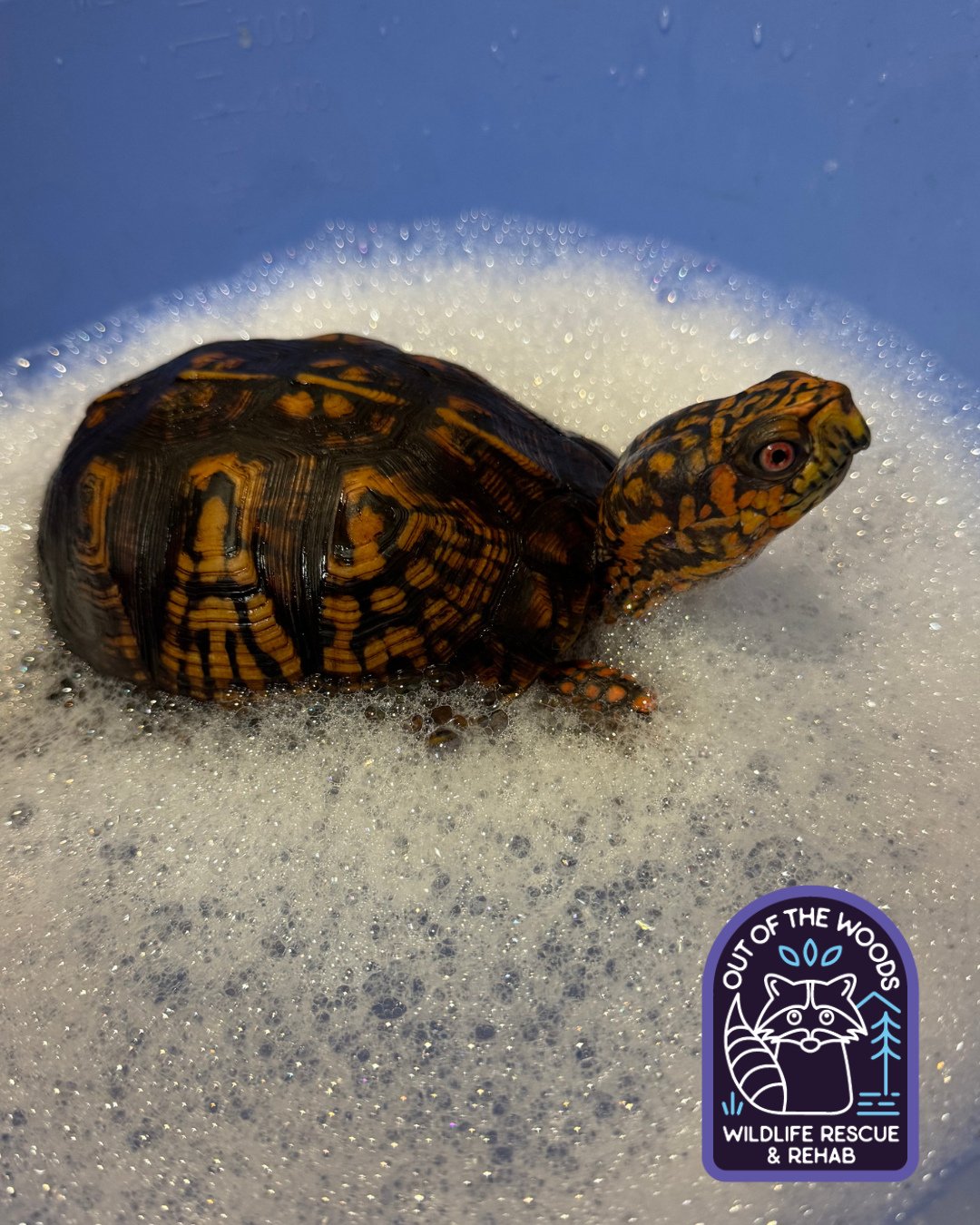 Shelldon, our turtle education ambassador, dropping in to say hi! Eastern box turtles are the official state reptile of Tennessee! They also have a strong homing instinct and a permanent home range, which is why relocating them can be harmful. #shell