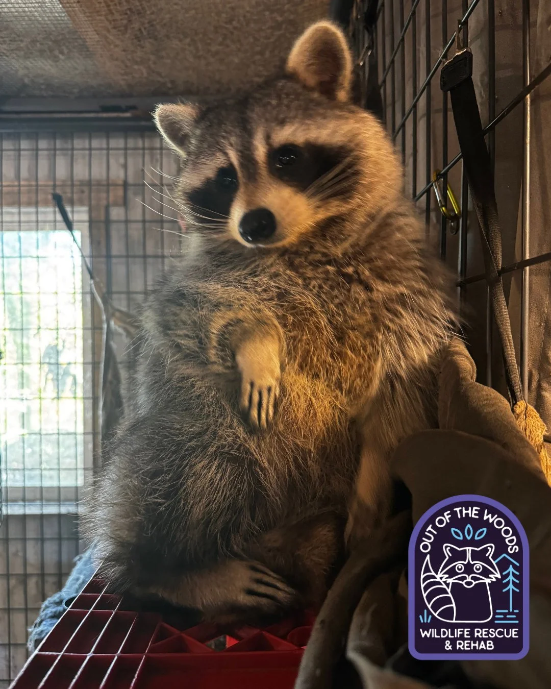 DJ, one of our raccoon education ambassadors, working on his modeling skills. The hand placement, the nonchalant stare . . . What a distinguished gentleman! #outofthewoodswildlife #tennessee #westtennessee #DJ #raccoon #raccoonsofinstagram #education