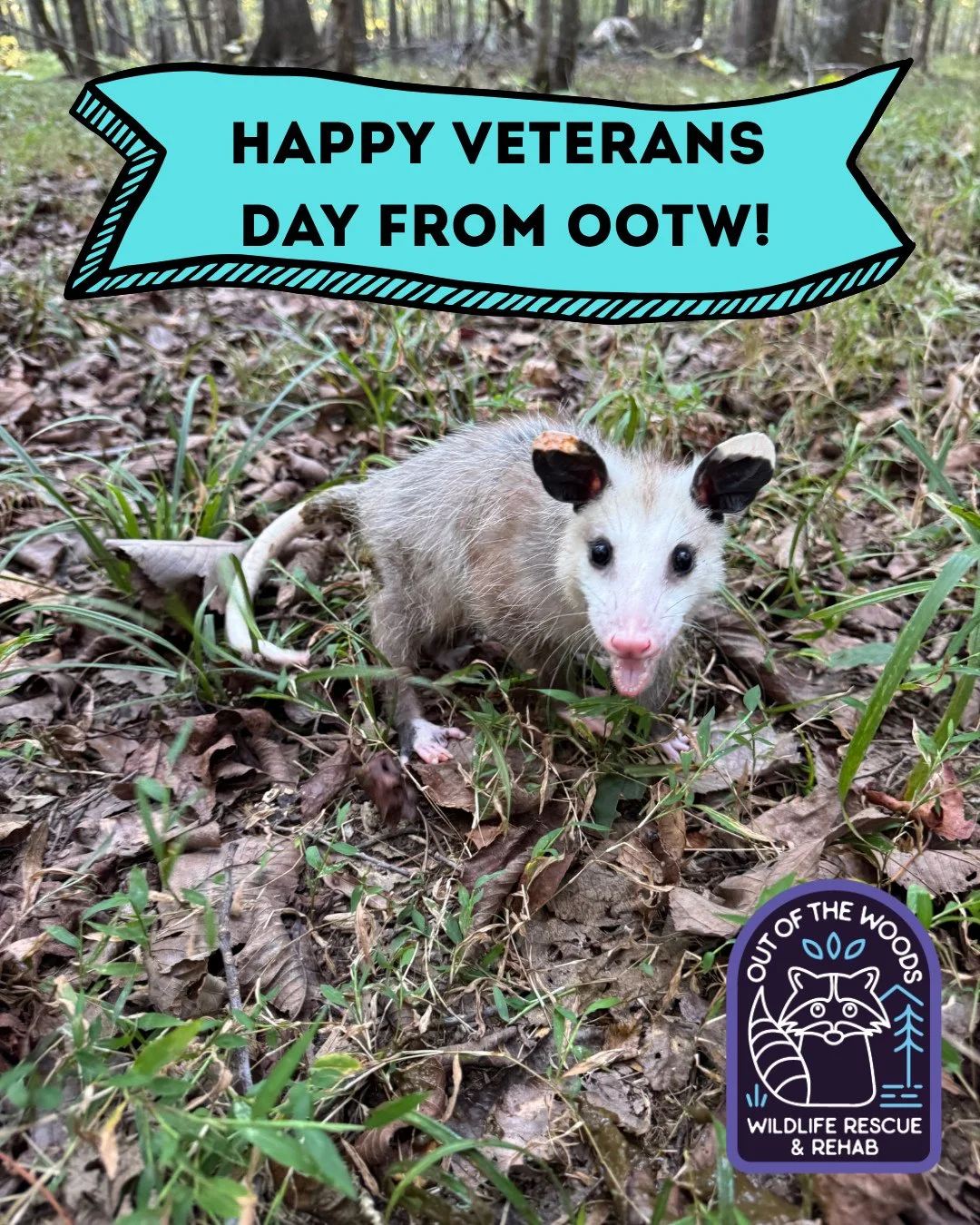 🇺🇸 Today, November 11th, we celebrate Veterans Day to  honor all who have served in the United States Armed Forces. OOTW thanks you for your service today and every day. Thank a veteran today. 🇺🇸 #outofthewoodswildlife #tennessee #westtennessee #
