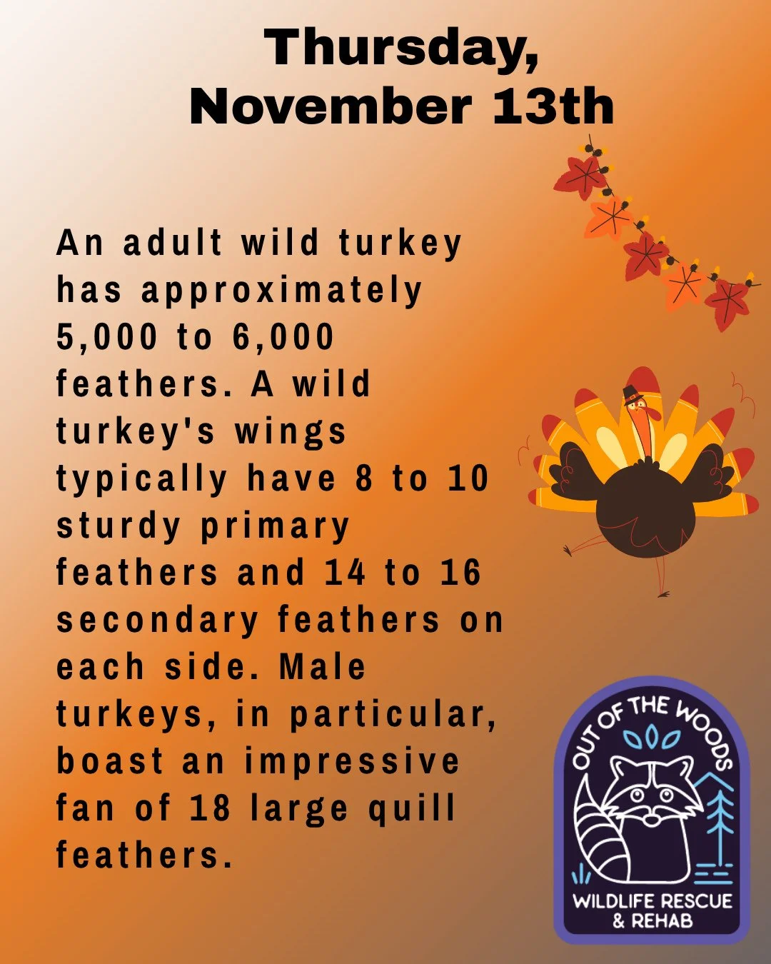 Thursday turkey fact #2! All about the feathers! #november #turkey #thanksgiving #wildturkey #outofthewoodswildlife #tennessee #westtennessee #wildlifeeducation #turkeyfact #wildliferehab