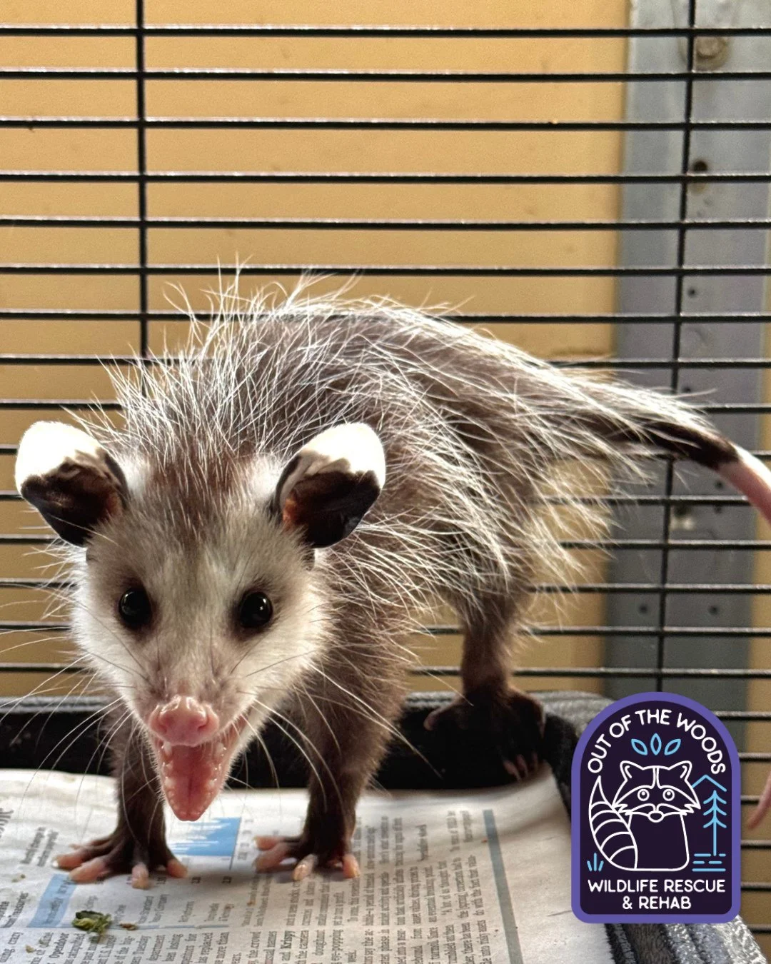 We&rsquo;ve all got a lion inside of us! Leroy&rsquo;s inner lion is a wild one for sure! #leroy #outofthewoodswildlife #tennessee #opossum #overwinter #rescueandrelease #wildlifeeducation #wildliferehab #innerlion #westtennessee