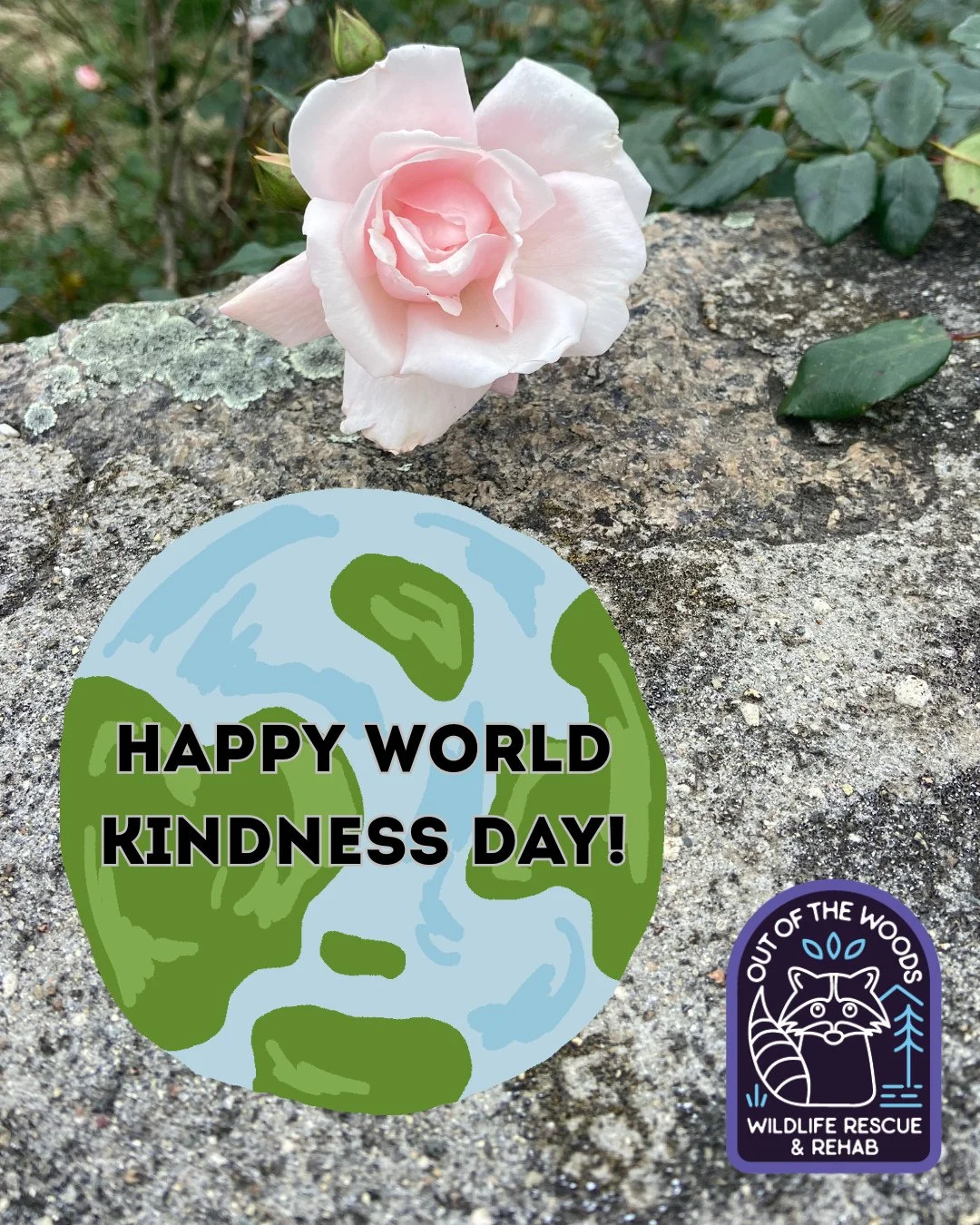 Happy World Kindness Day! Here&rsquo;s a rose to say thanks for joining us in looking out for wildlife and being kind to critters and nature! 🌎 🦝 🌺 &hearts;️ #worldkindnessday #rose #outofthewoodswildlife #tennessee #westtennessee #wildliferehab #