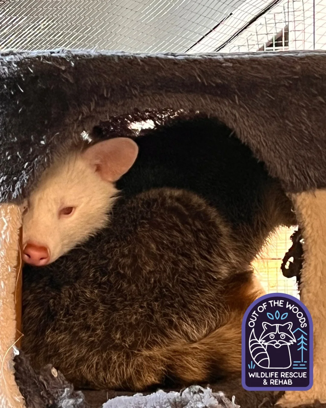 When you use your brother as a pillow. 😂 #DJ #dwhite #raccoon #albinoraccoon #raccoonsofinstagram #tennessee #westtennessee #wildlifeeducation #educationalambassador #nonreleasable