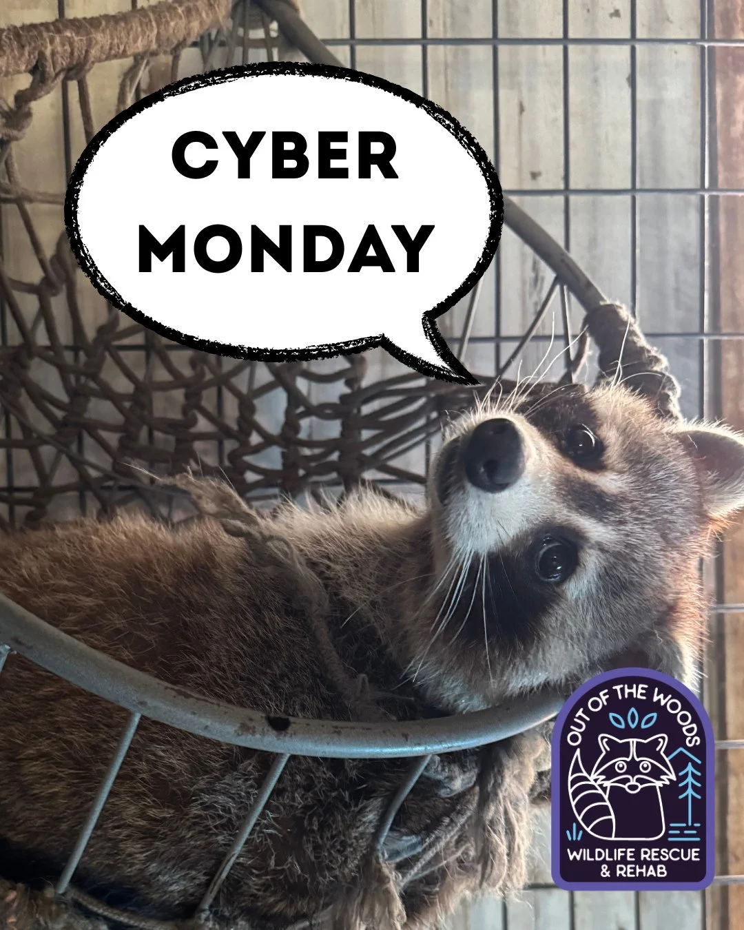 DJ, one of our raccoon education ambassadors wants to wish you a happy Cyber Monday! If you&rsquo;re doing any shopping on Amazon and would like to check out our wishlist, you can do so here: https://bit.ly/42EHu5z &hearts;️ THANK YOU! #cybermonday #