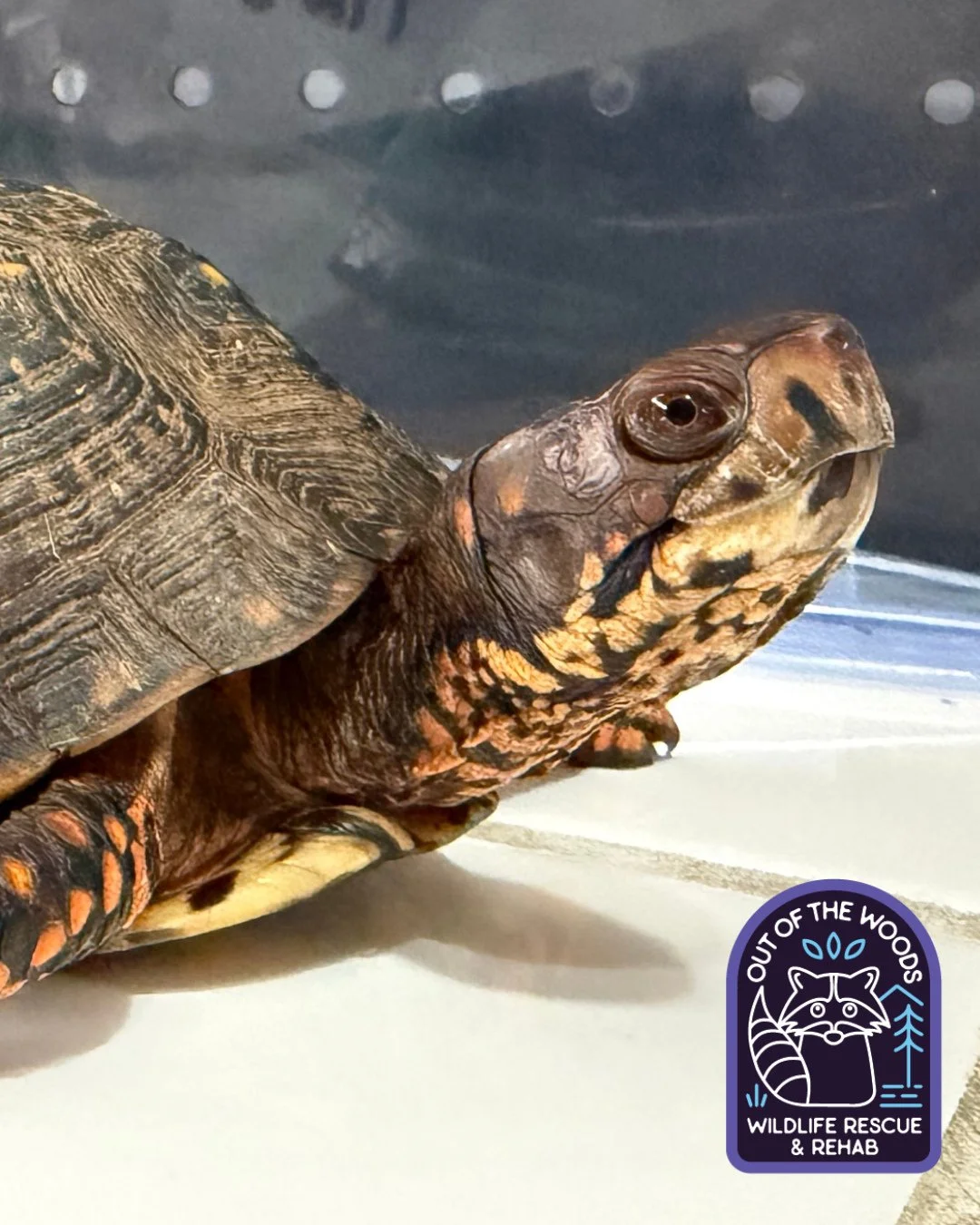 Squirt&rsquo;s side profile! 🐢 Box turtle vision is excellent, allowing them to see color and function in both day and night conditions, although their ability to see in low light is limited. They possess tetrachromatic vision, meaning they can see 