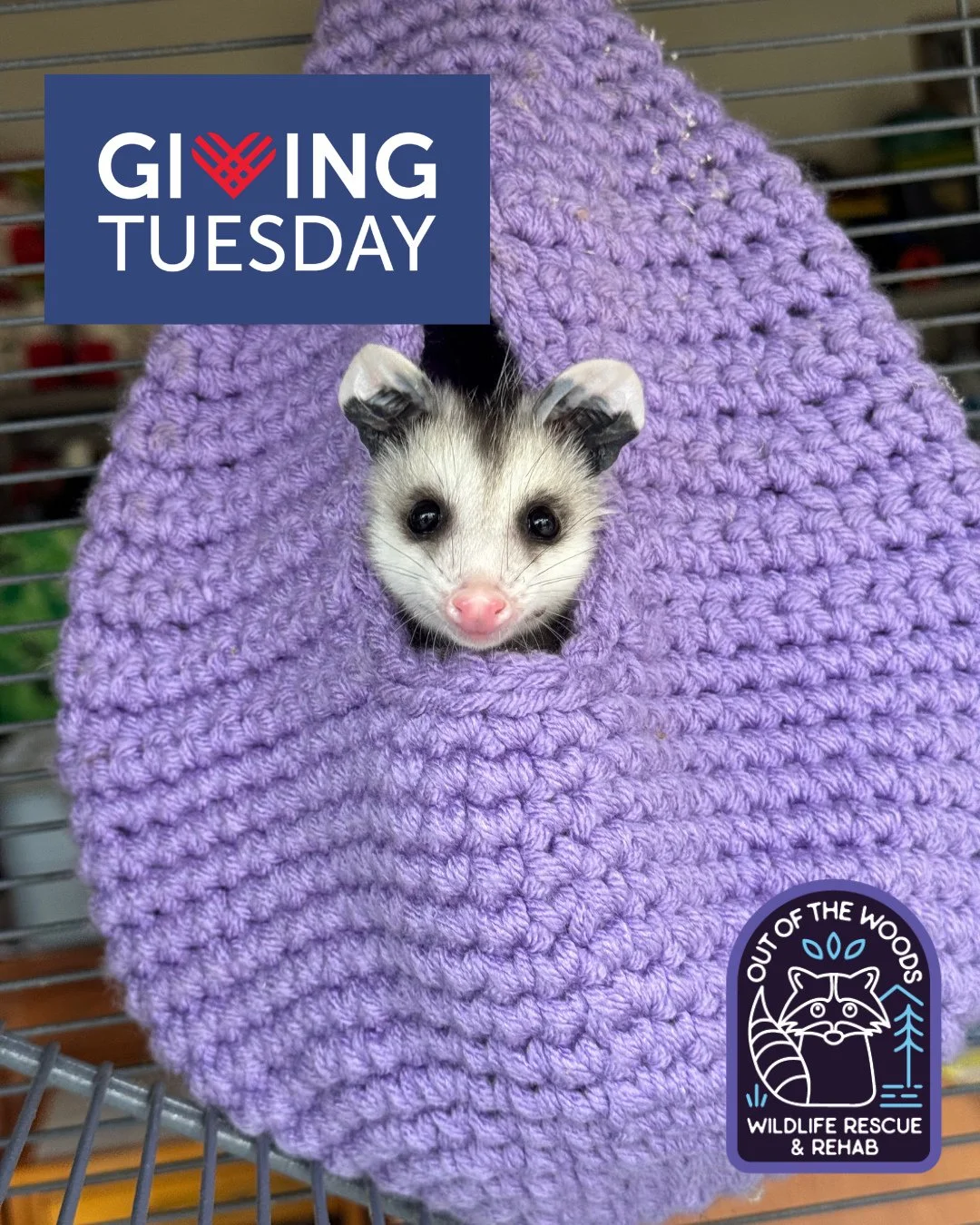 These a just handful of the many critters that have rehabbed at OOTW, but a good example of the faces your Giving Tuesday donation would help! We would be honored if you chose OOTW for your Giving Tuesday donation, so that we can continue to serve th