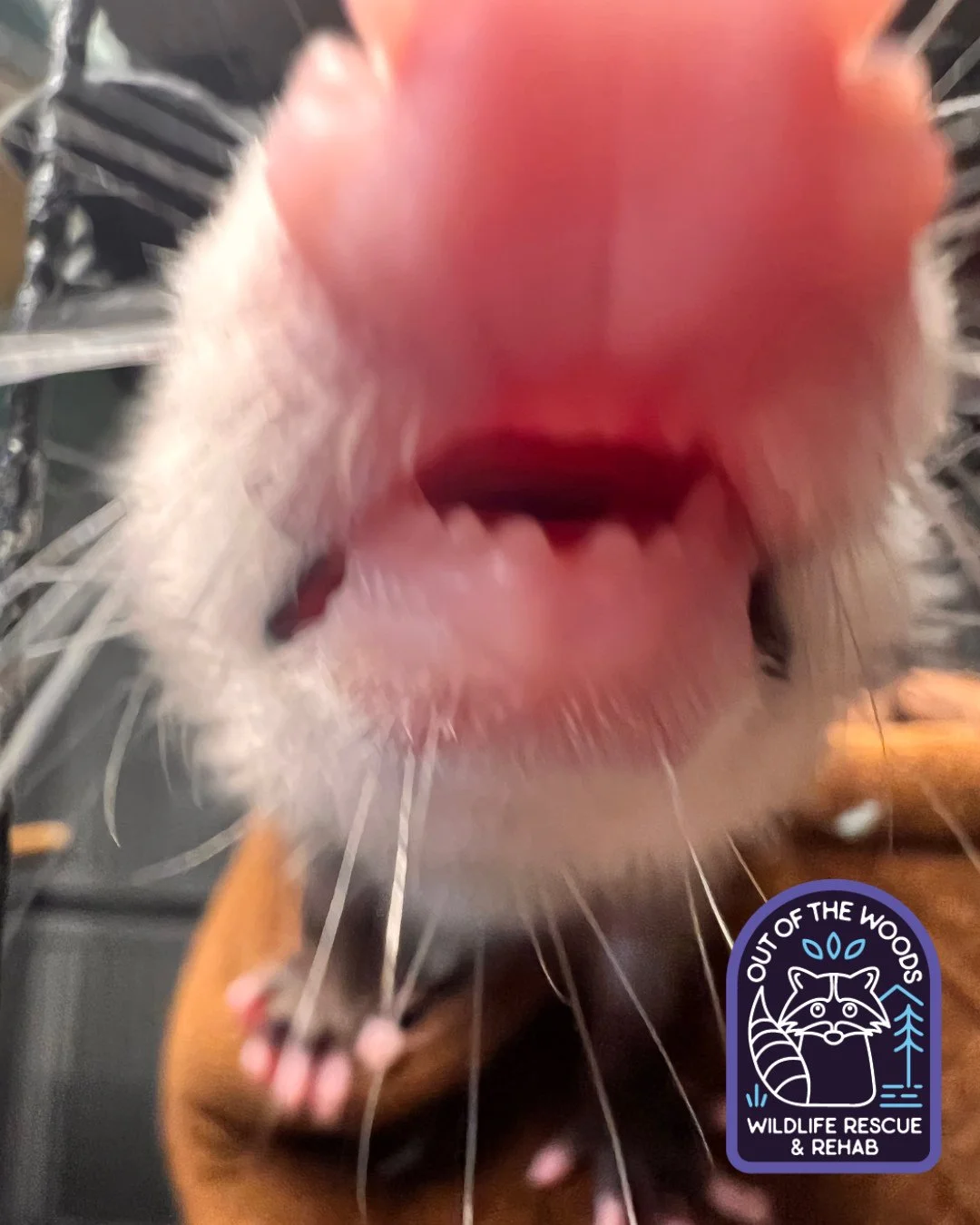 Up close and personal . . . Opossum style. Fun fact: opossums have 50 teeth, which include incisors, canines, and molars. The ten incisors, AKA the pointy teeth, are at the front of the mouth and behind those are canines, which are used to tear flesh