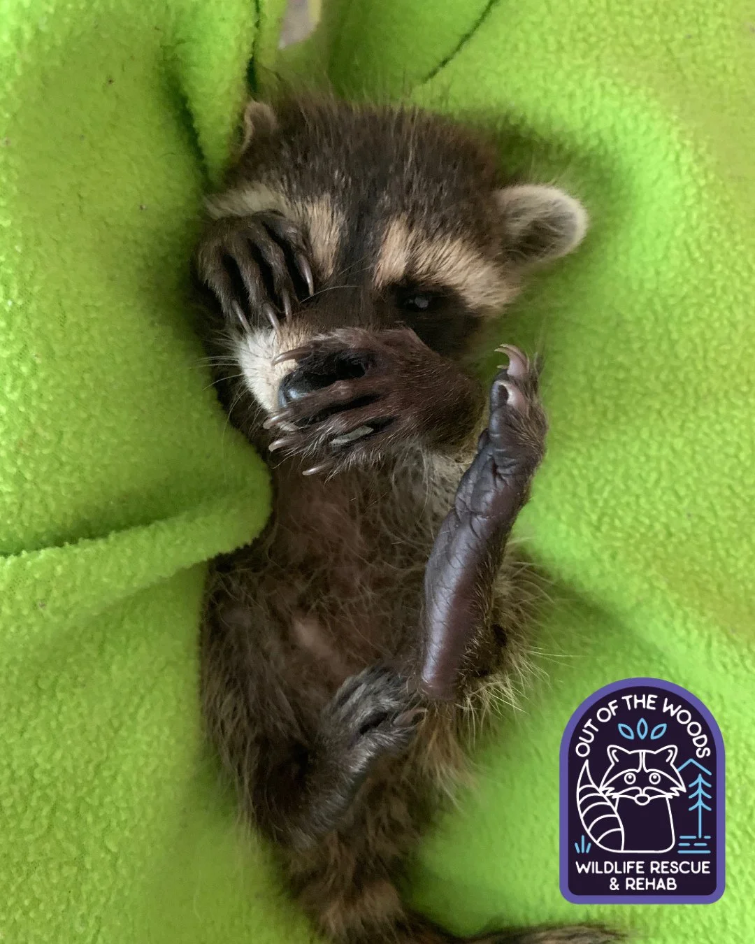 When you have a naturally fabulous manicure. Raccoons have dexterous digits on their front paws, and the pads on their fingers are nearly as sensitive as ours. They also have whiskers on their paws, improving their sense of touch. Baby raccoons get t