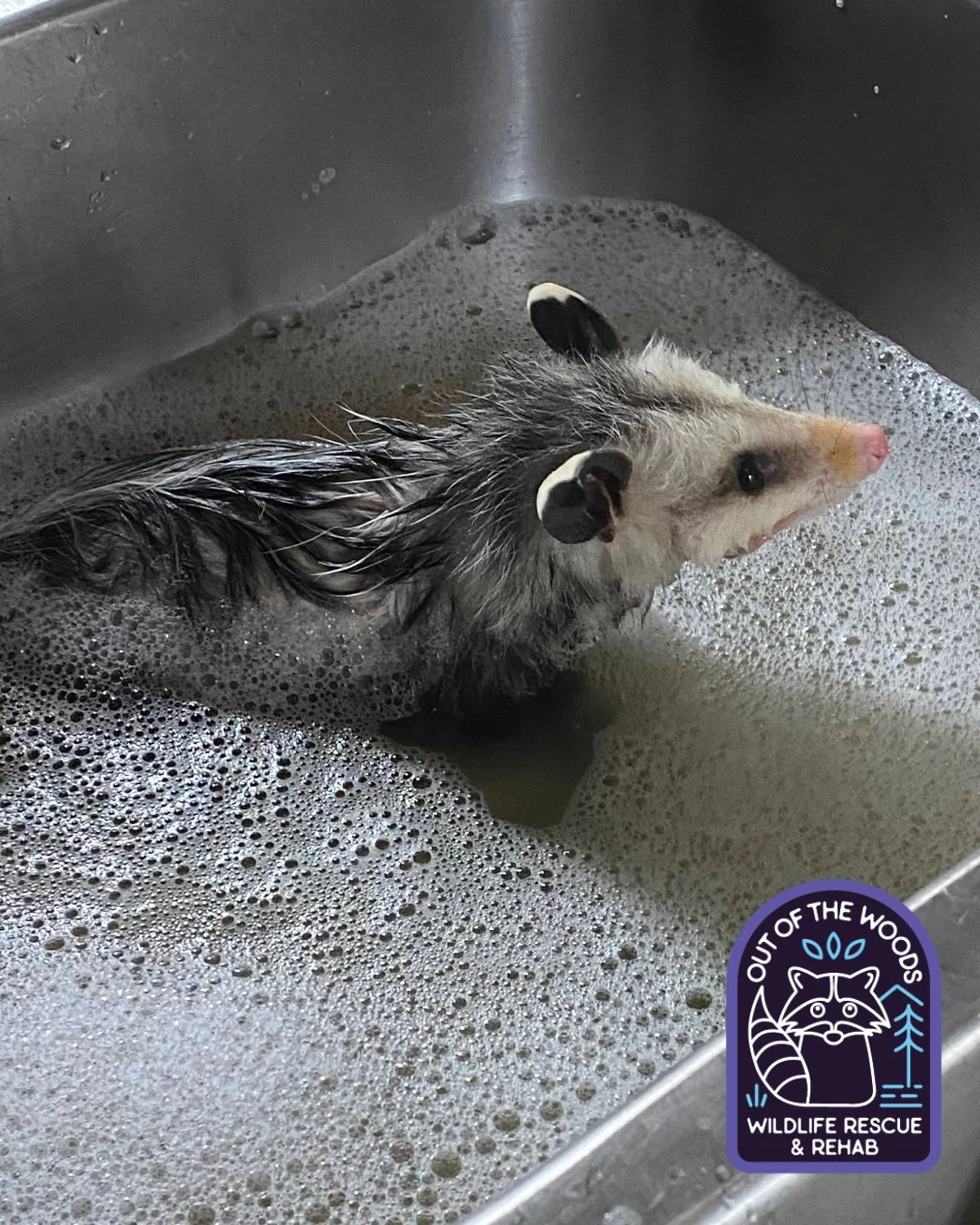 Opossums are naturally clean animals and typically bathe themselves, but sometimes the ones that enter OOTW for care need a helping hand with a gentle bath. Some examples of reasons an opossum would need a bath in our care are: fleas, a parasite infe