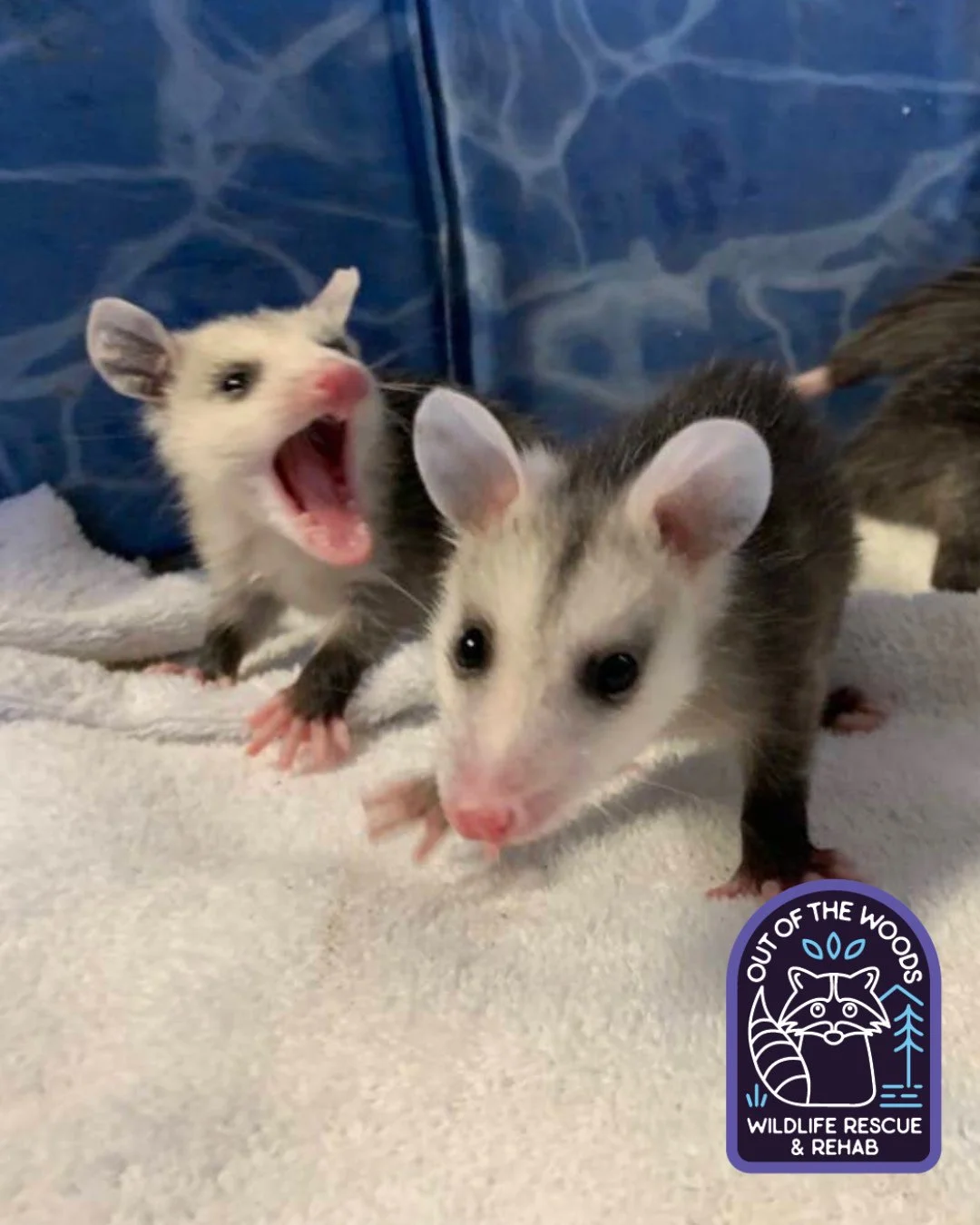 #ThrowbackThursday to this animated photo! What do you think this conversation consists of? 😂 #tbt #opossum #outofthewoodswildlife #tennessee #westtennessee #wildlifeeducation #wildliferescue #rehabandrelease #rescueandrelease
