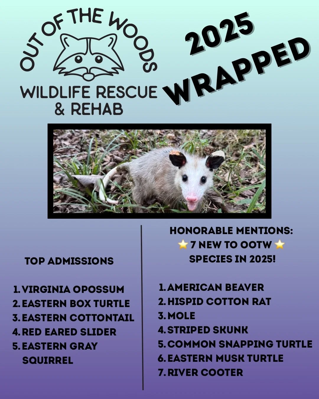 2025 wrapped OOTW style! The Virginia Opossum was our most admitted species, but the Eastern Box Turtle, Eastern Cottontail, Red Eared Slider, and Eastern Gray Squirrel were not far behind! Also, 7 NEW TO OOTW species crossed over the threshold this 