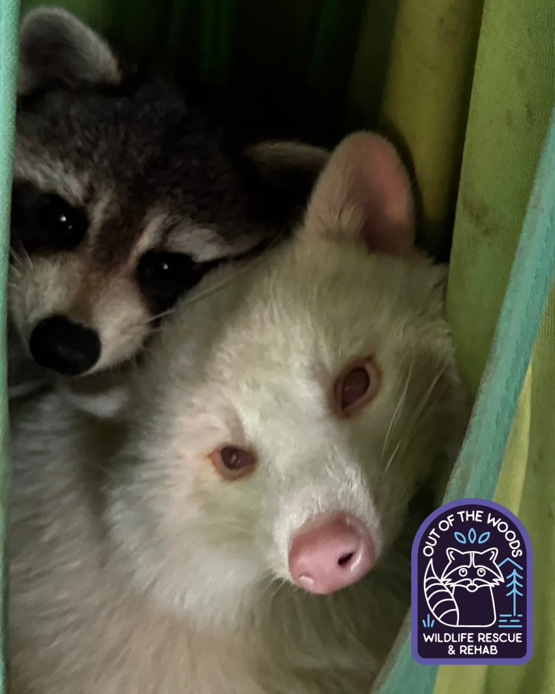 When the bros decide to share a hammock. #DJ #dwhite #outofthewoodswildlife #tennessee #westtennessee #raccoonsofinstagram #raccoon #albinoraccoon #educationalambassador #nonreleasable #cuteanimals #wildlifeeducation #wildliferescue