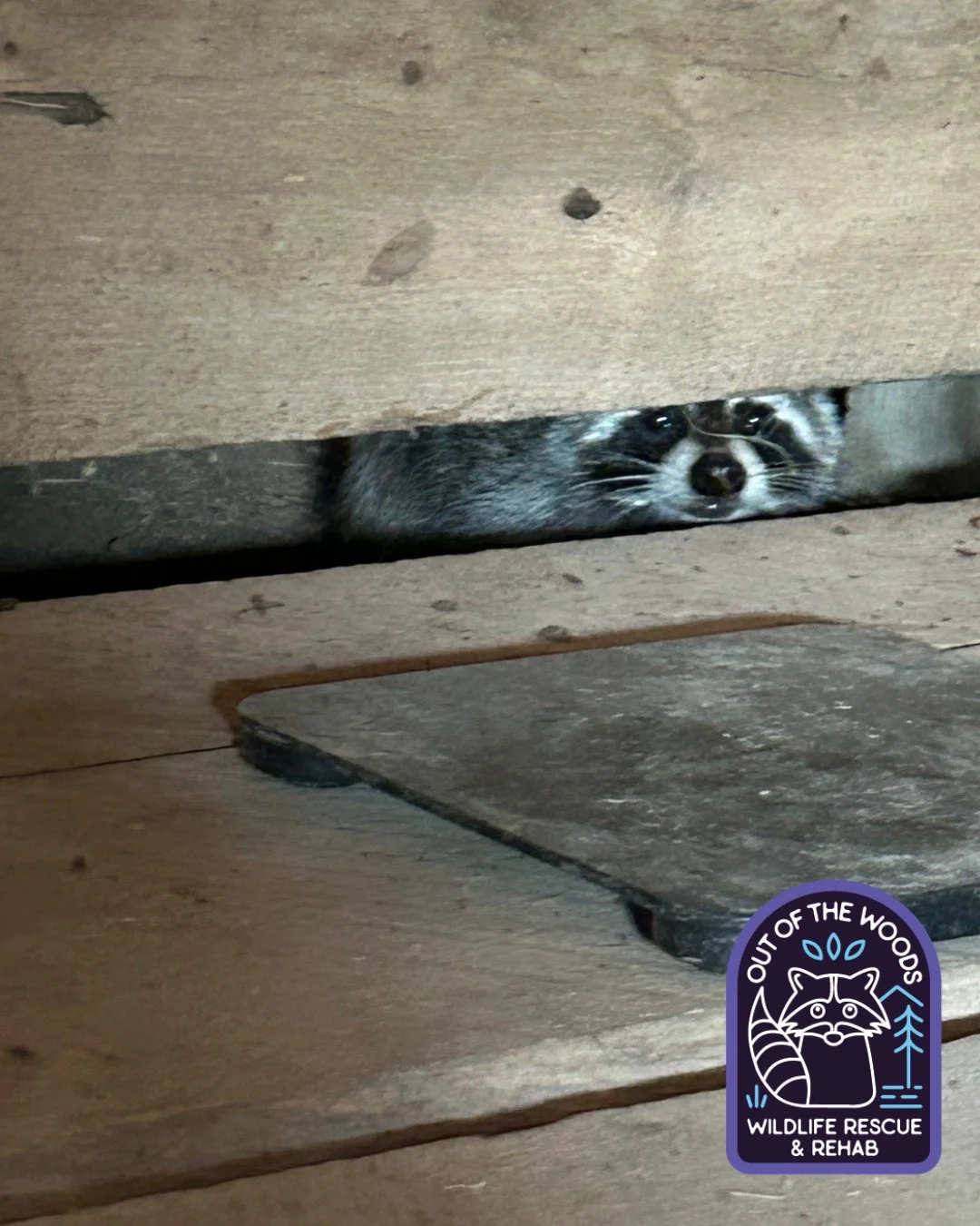 A curious wild raccoon visitor at the barn! Thank you to Jess Harwood @jessie.harwood for sending us this picture! The only masked bandits that can get away with trespassing/breaking and entering! 😂 #outofthewoodswildlife #raccoon #maskedbandit #wil