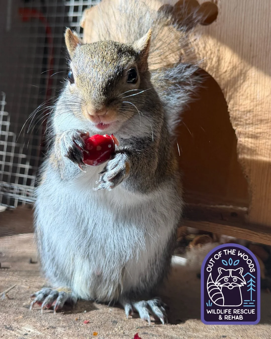 Henry, one of our non-releasable education ambassadors, enjoying a cranberry treat! He could be the next face of @oceansprayinc! &hearts;️😂 #outofthewoodswildlife #tennessee #westtennessee #cranberry #squirrel #oceanspray #wildlifeeducation #nonrele