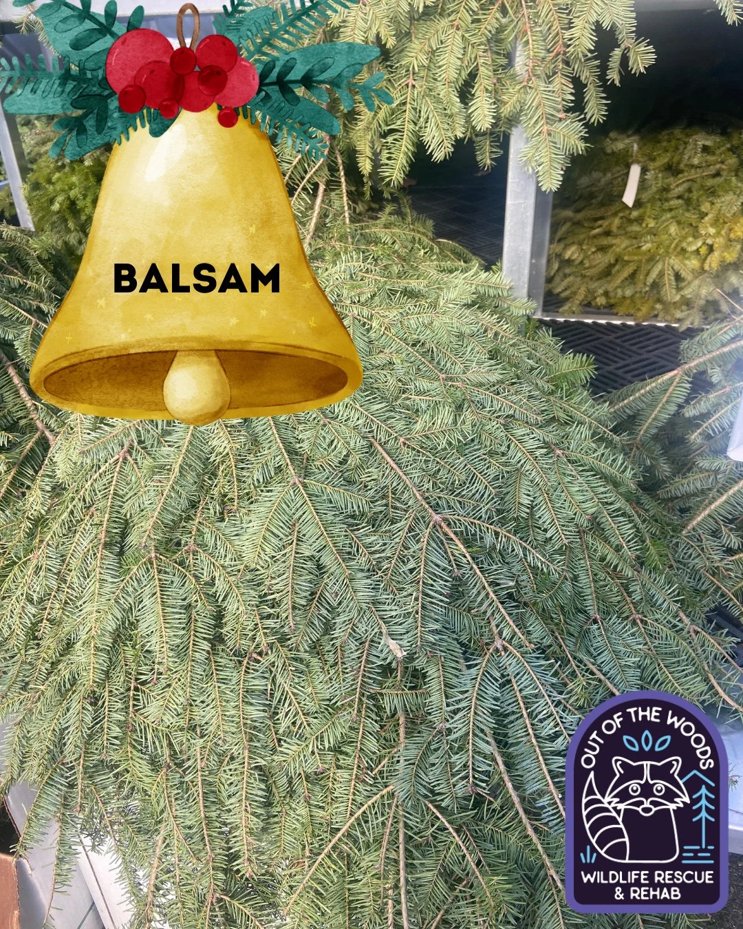 Incorporating real greenery into your Christmas decor is a great way to be festive AND wildlife friendly. When you think of cut greens, Balsam is probably the first type that comes to mind, but there are MANY varieties that you can use for garlands, 