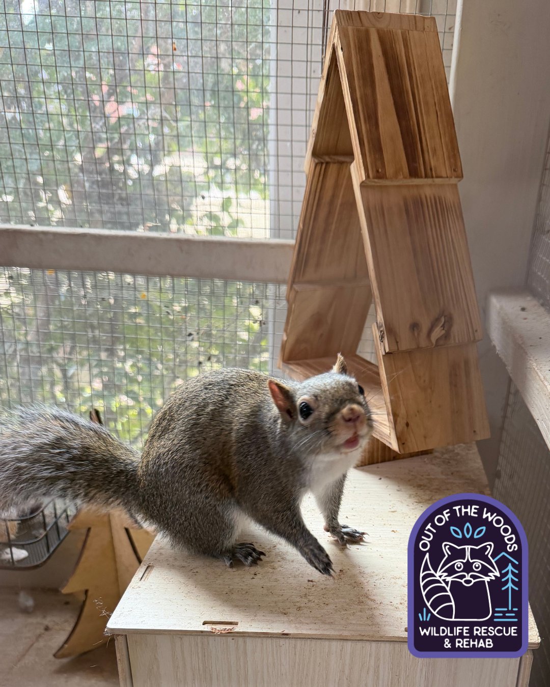 Henry, one of our education ambassadors, has Christmas decorations fit for squirrel royalty in his enclosure! 🌲 #henry #outofthewoodswildlife #tennessee #westtennessee #squirrel #educationalambassador #nonreleasable #wildlifeeducation #wildliferescu