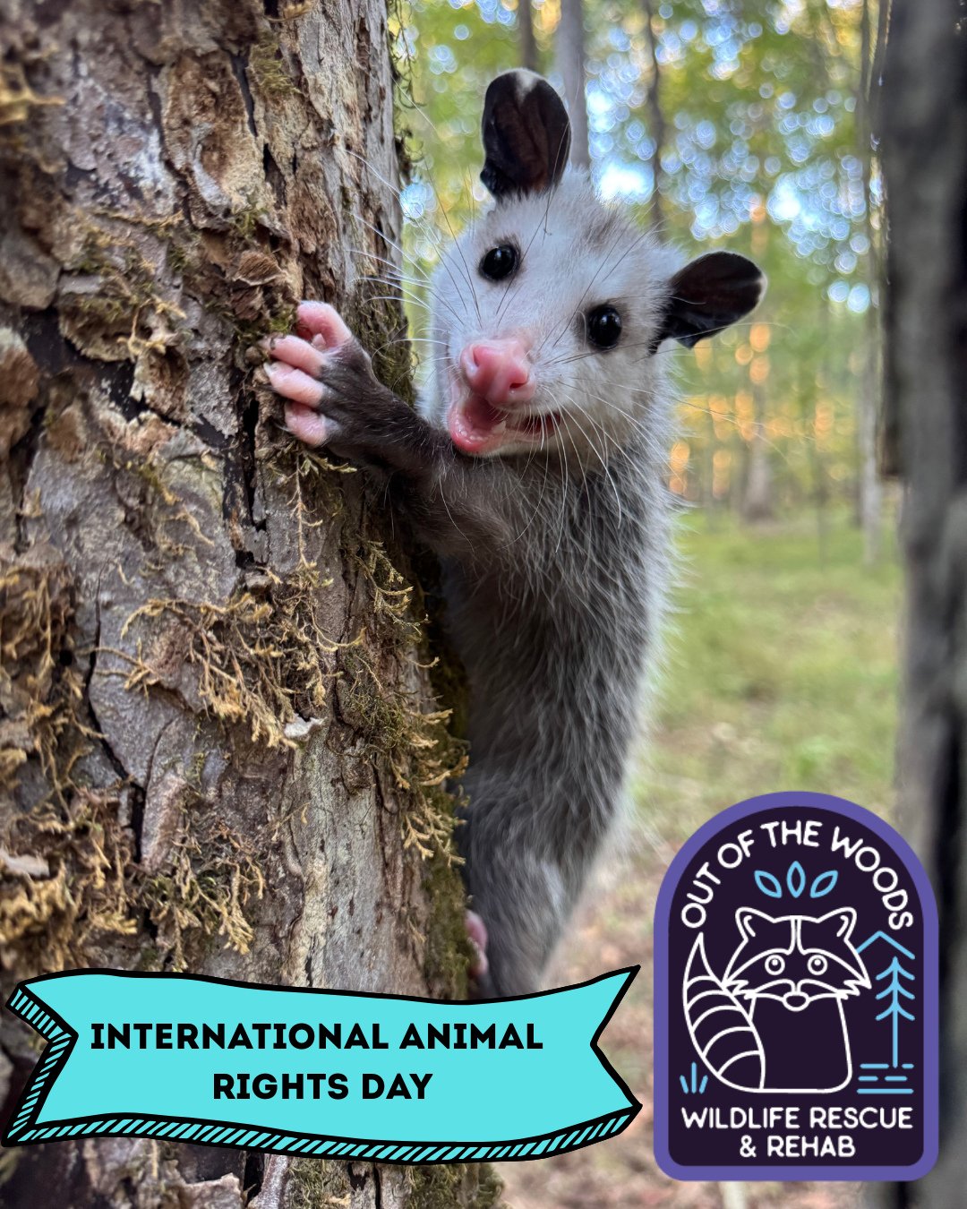 International Animal Rights Day is observed annually on December 10th, the same day as Human Rights Day, to highlight the connection between animal and human rights, advocate for compassion, and demand respect and protection for all living beings fro