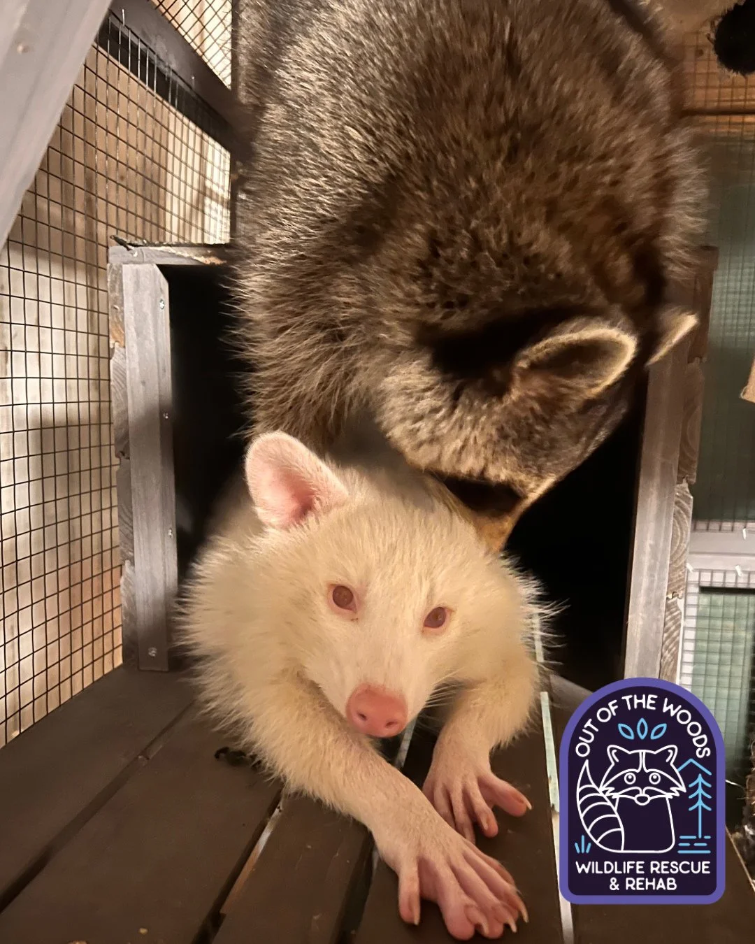 Brotherly love. &hearts;️😂 #DJ #dwhite #raccoon #albinoraccoon #raccoonsofinstagram #tennessee #westtennessee #wildlifeeducation #educationalambassador #nonreleasable