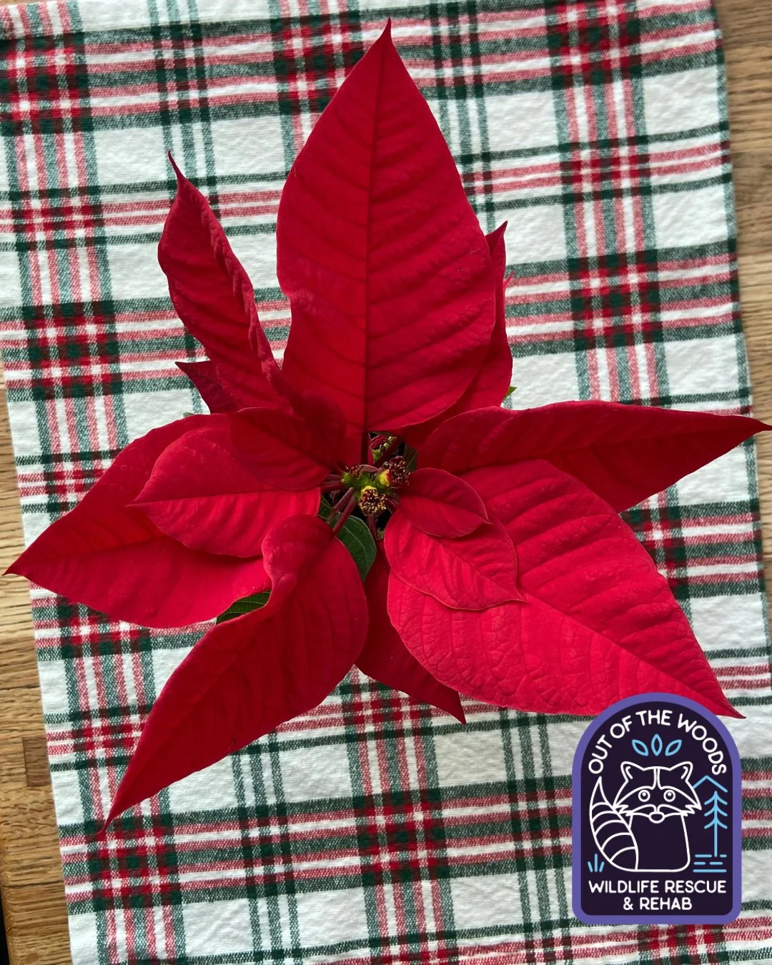 Poinsettias . . . the ever popular Christmas plant! These plants have some toxic properties and their milky sap can cause mild irritation (skin rash, stomach upset, vomiting) in people and pets. The main concern is discomfort, especially for those wi