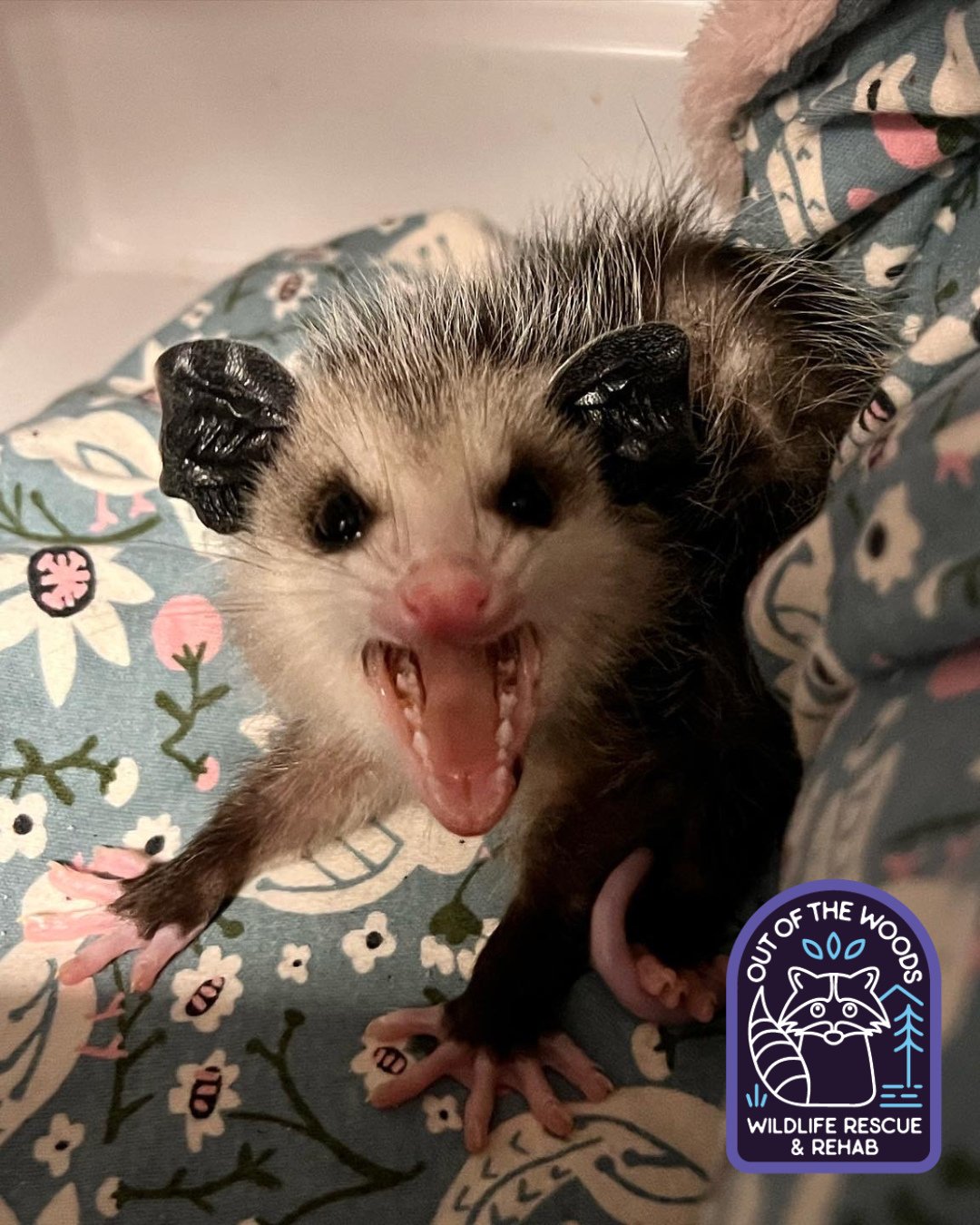 An opossum opening its mouth is a defense mechanism to appear intimidating to predators. It's a bluff that involves hissing, growling, and sometimes drooling, meant to ward off a threat rather than signal aggression. #wildlifeeducation #opossum #tenn