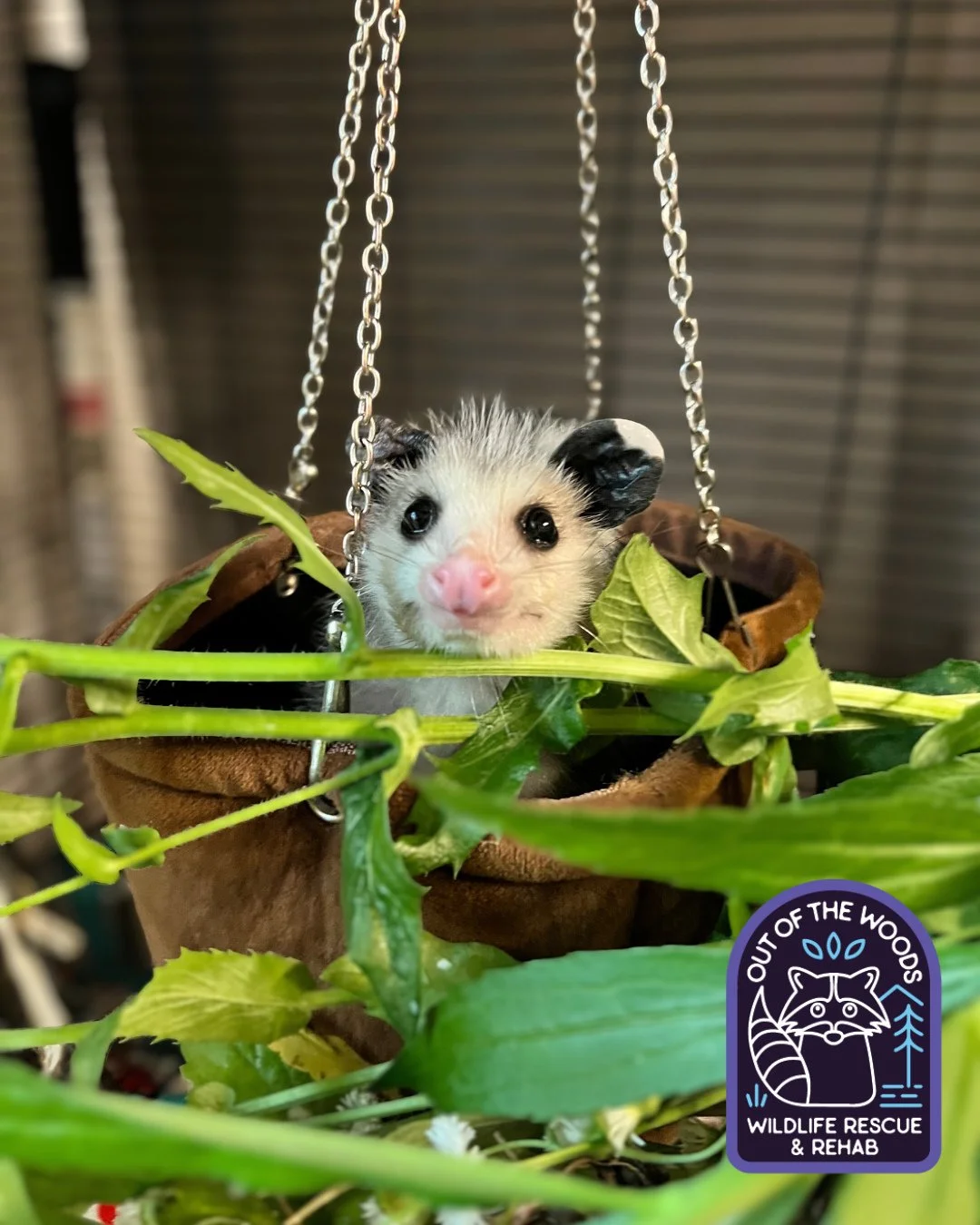 Just an opossum popping up to wish y&rsquo;all a happy Saturday and great weekend! #opossum #outofthewoodswildlife #tennessee #westtennessee #saturday #happyweekend #wildlifeeducation #rehabandrelease #rescueandrelease #respectthelocals