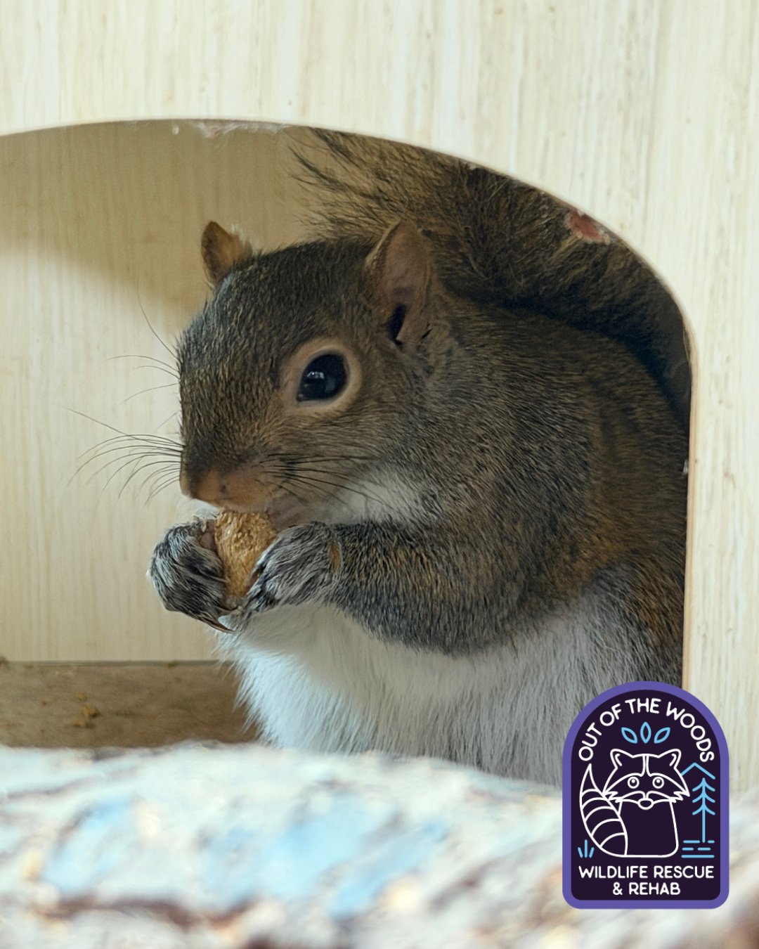Henry, our squirrel education ambassador, enjoying a snack. Squirrels are omnivores whose diet mainly features nuts, seeds, fruits, fungi, and green plants, but they're opportunistic and will also eat insects, bird eggs, small birds, and even rodents