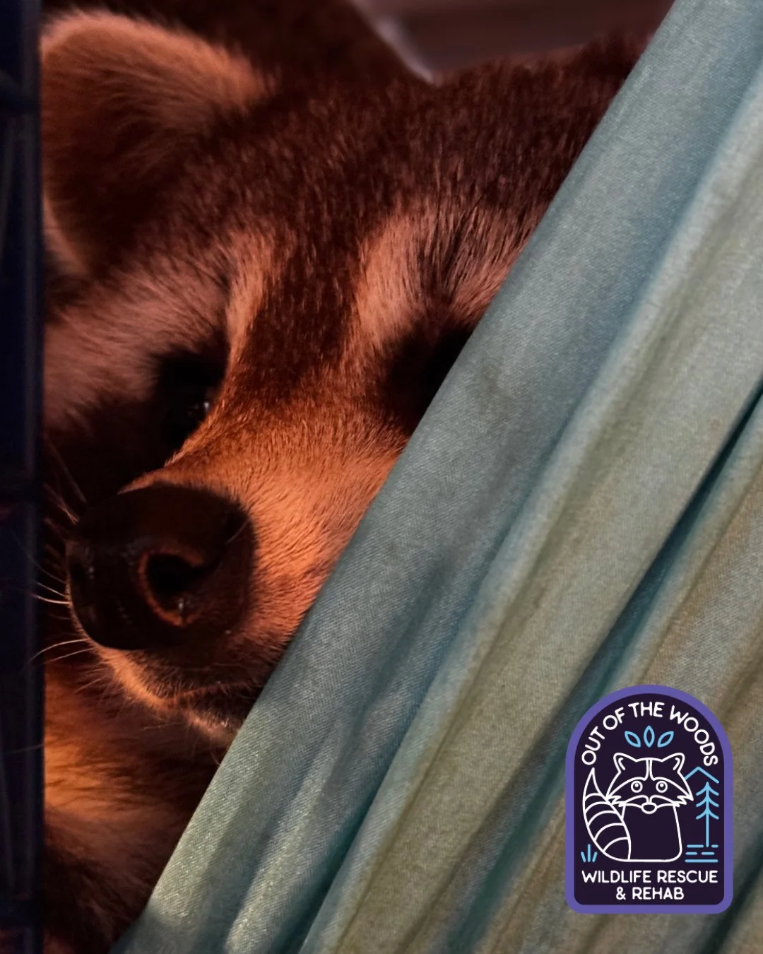 DJ is working on perfecting his nonchalant model pose. 🤩 #DJ #raccoon #raccoonsofinstagram #tennessee #westtennessee #nonreleasable #educationalambassador #outofthewoodswildlife #model #wildlifeeducation #wildliferescue #wildliferehab #rescueandrele