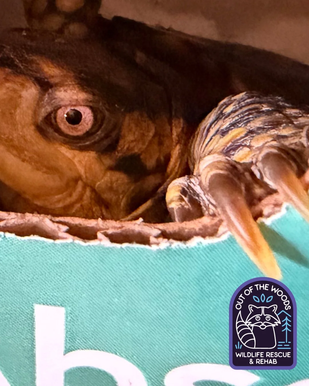 Check out Happy the box turtle&rsquo;s claws! Sharp claws help box turtles burrow for food (insects, plants) and shelter. #boxturtle #tennessee #westtennessee #outofthewoodswildlife #wildlifeeducation #wildliferescue #wildliferehab #turtle #turtlefac