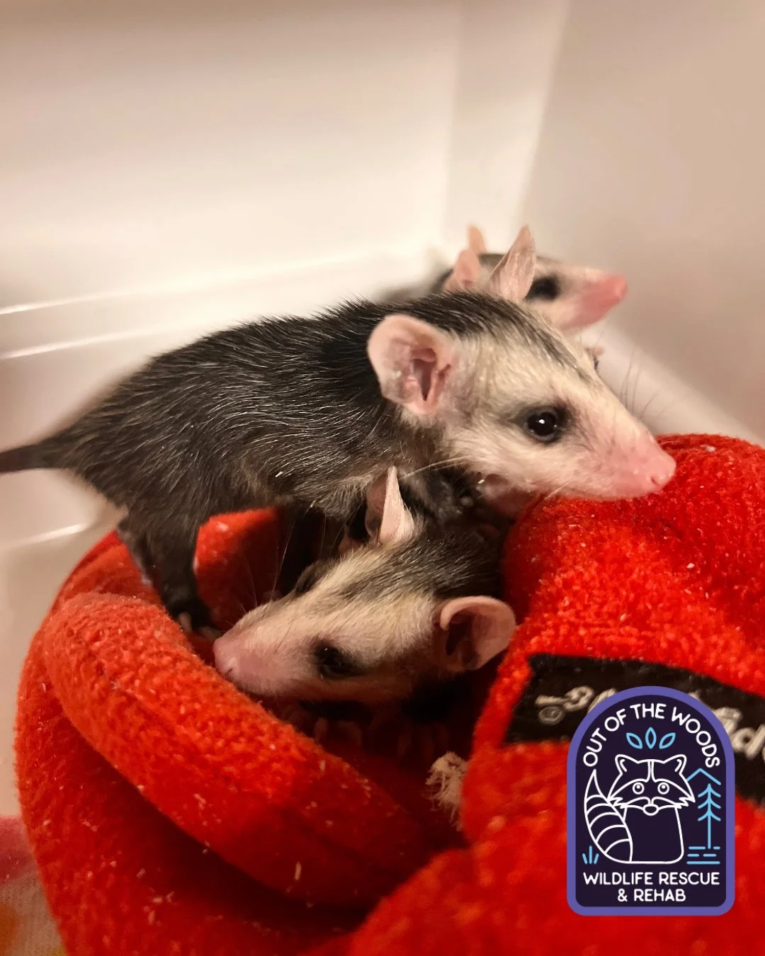 #ThrowbackThuraday to this crew of tiny opossum patients! #tbt #outofthewoodswildlife #tennessee #westtennessee #opossum #babyopossum #joey #wildlifeeducation #wildliferehab #wildliferescue #rehabandrelease #rescueandrelease #respectthelocals