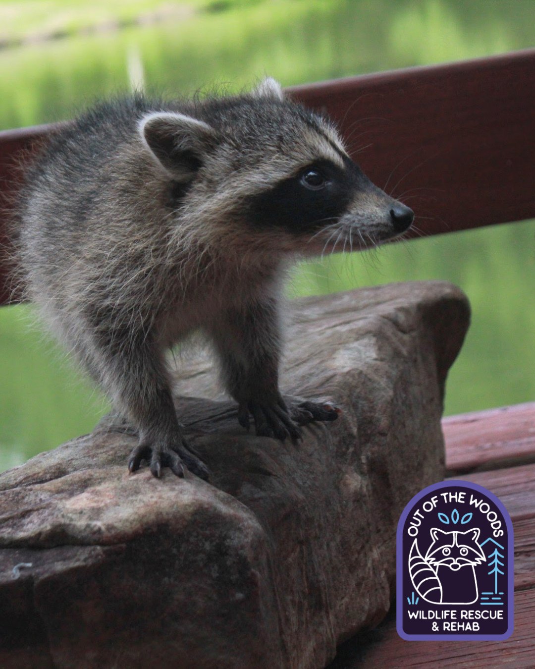 #FlashbackFriday to the early days of OOTW and Sami&rsquo;s first raccoon patient! Now she&rsquo;s a certified raccoon whisperer! #fbf #outofthewoodswildlife #tennessee #westtennessee #raccoon #babyraccoon #wildlifeeducation #rehabandrelease #rescuea