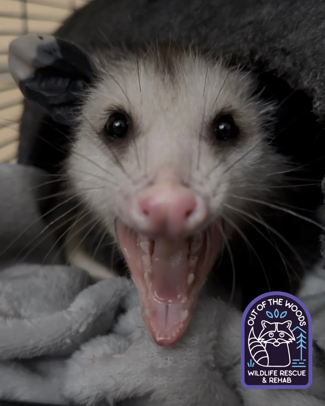 Leroy being Leroy! When it comes to monitoring wild instincts in our overwinter patients, he checks all of the boxes! #leroy #opossum #outofthewoodswildlife #tennessee #westtennessee #wildlifeeducation #wildliferehab #rescueandrelease #rehabandreleas