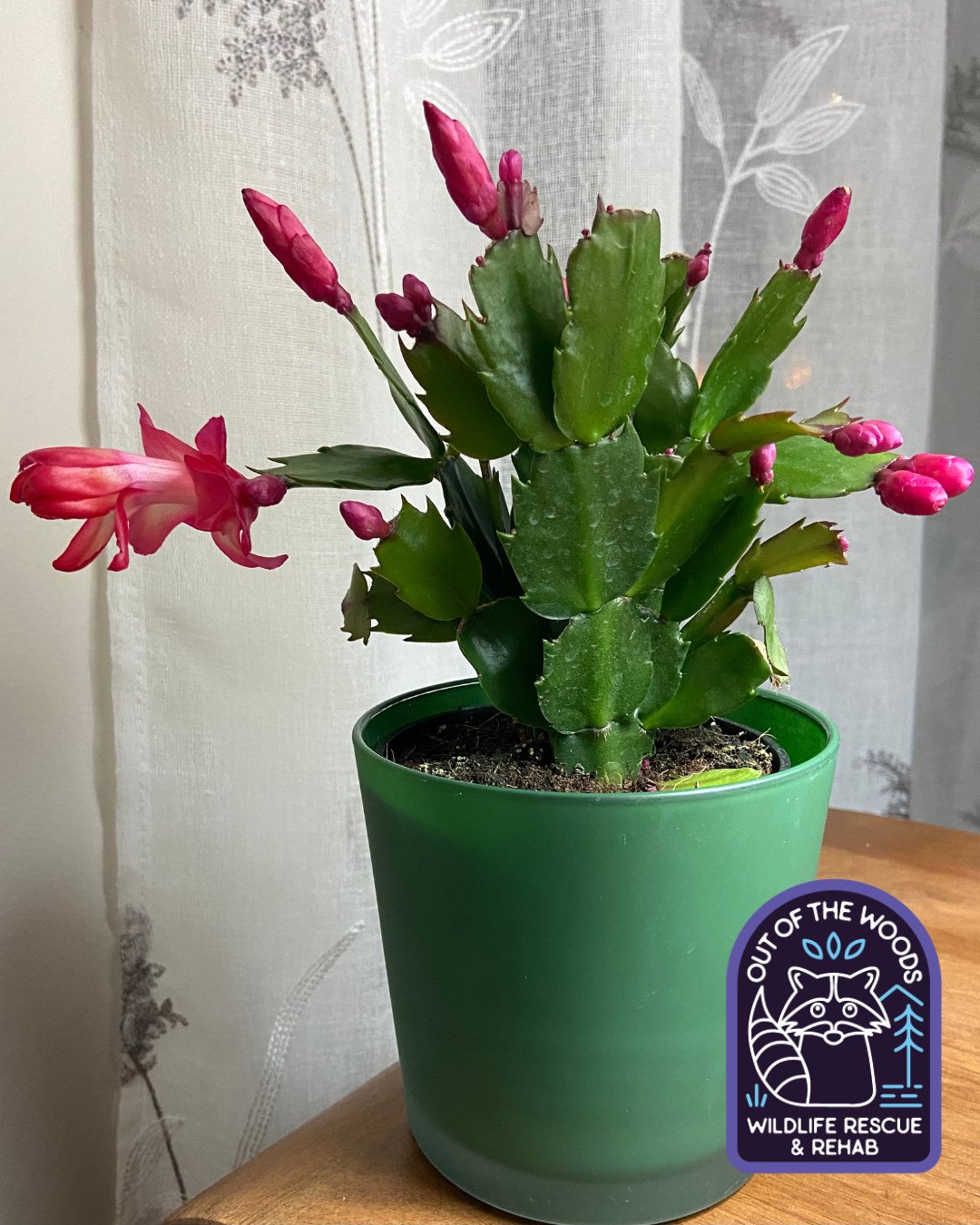 Another festive holiday plant is the Christmas Cactus, which is actually of the tropical variety with beautiful vibrant blooms! 
A Christmas cactus needs more water while blooming and less water afterwards. This colorful plant should also be misted e