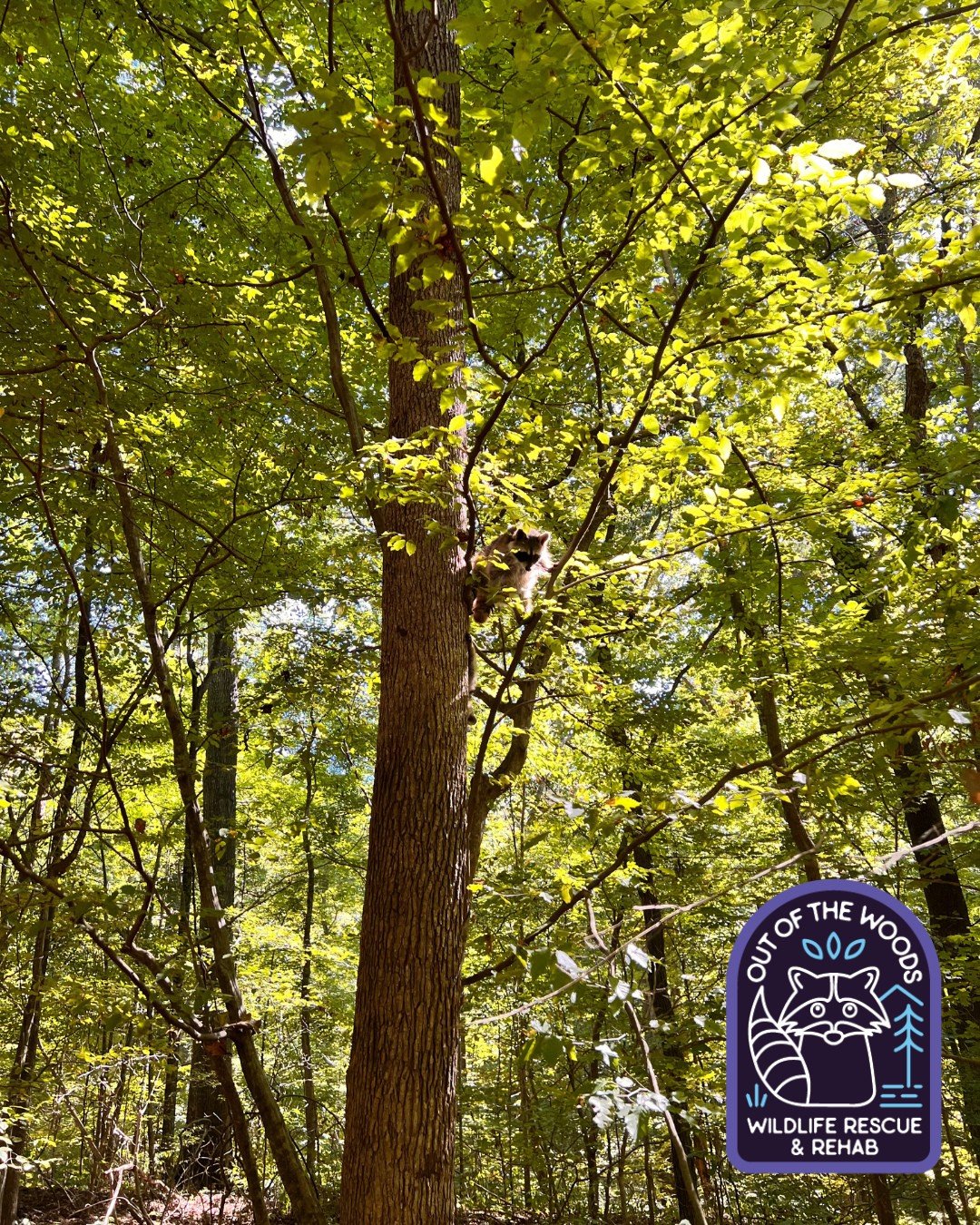 Can you spot the raccoon? Comment when you see it! 👀🦝 #raccoon #tennessee #westtennessee #outofthewoodswildlife #wildlifeeducation #wildliferehab #rescueandrelease #rehabandrelease
