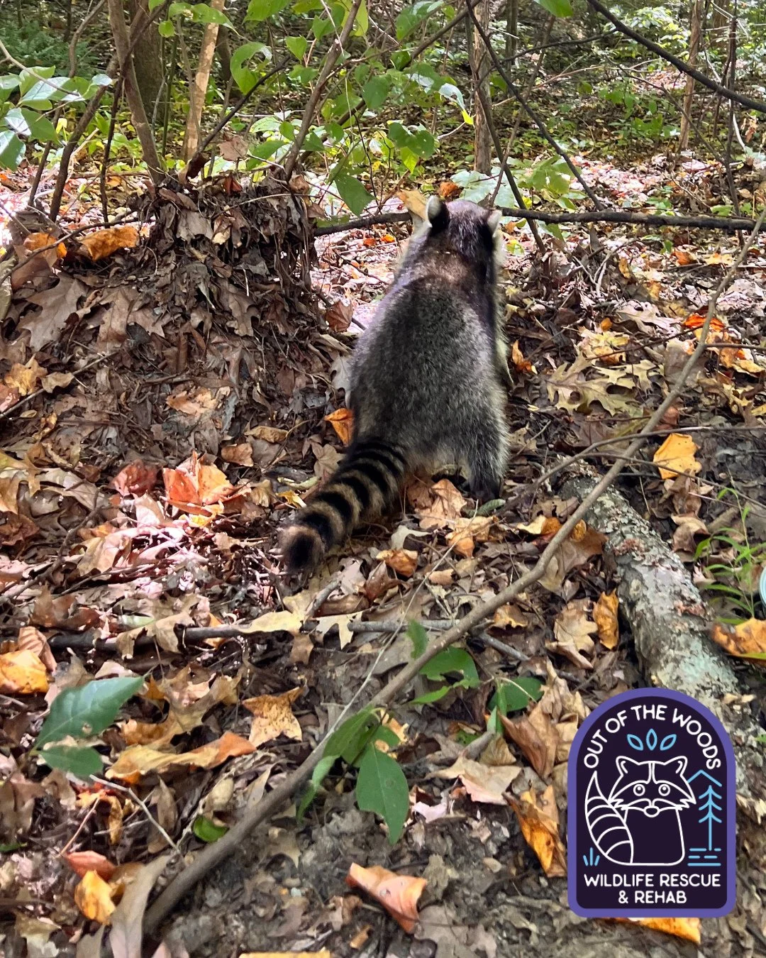 Talk to the tail Tuesday. 🦝  Raccoons use their tails for balance while climbing, camouflage with their distinct rings, and communication, signaling mood (wagging can mean stress/agitation, not happiness like dogs). They also provide warmth, help gu