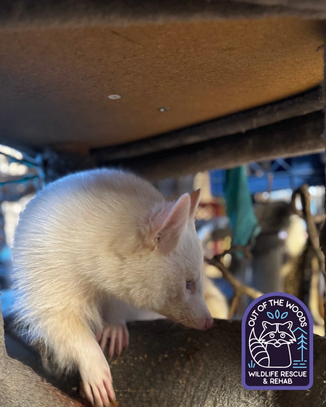 D&rsquo;White on a climbing excursion in one of his many cat trees. #dwhite #albinoraccoon #outofthewoodswildlife #tennessee #westtennessee #educationalambassador #nonprofit #wildlifeeducation