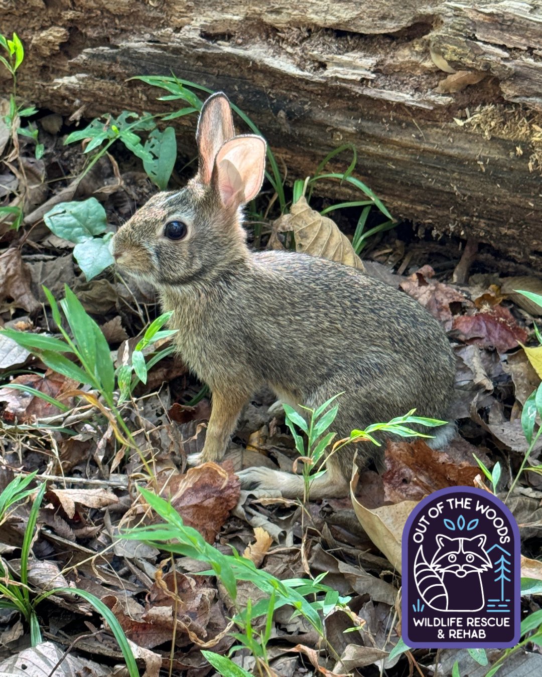 In winter, cottontail rabbits switch from greens to woody foods like buds, twigs, and bark. They supplement with leftover grains and tough plants, while also relying heavily on cecotropes (nutrient-rich droppings) for essential vitamins and minerals,